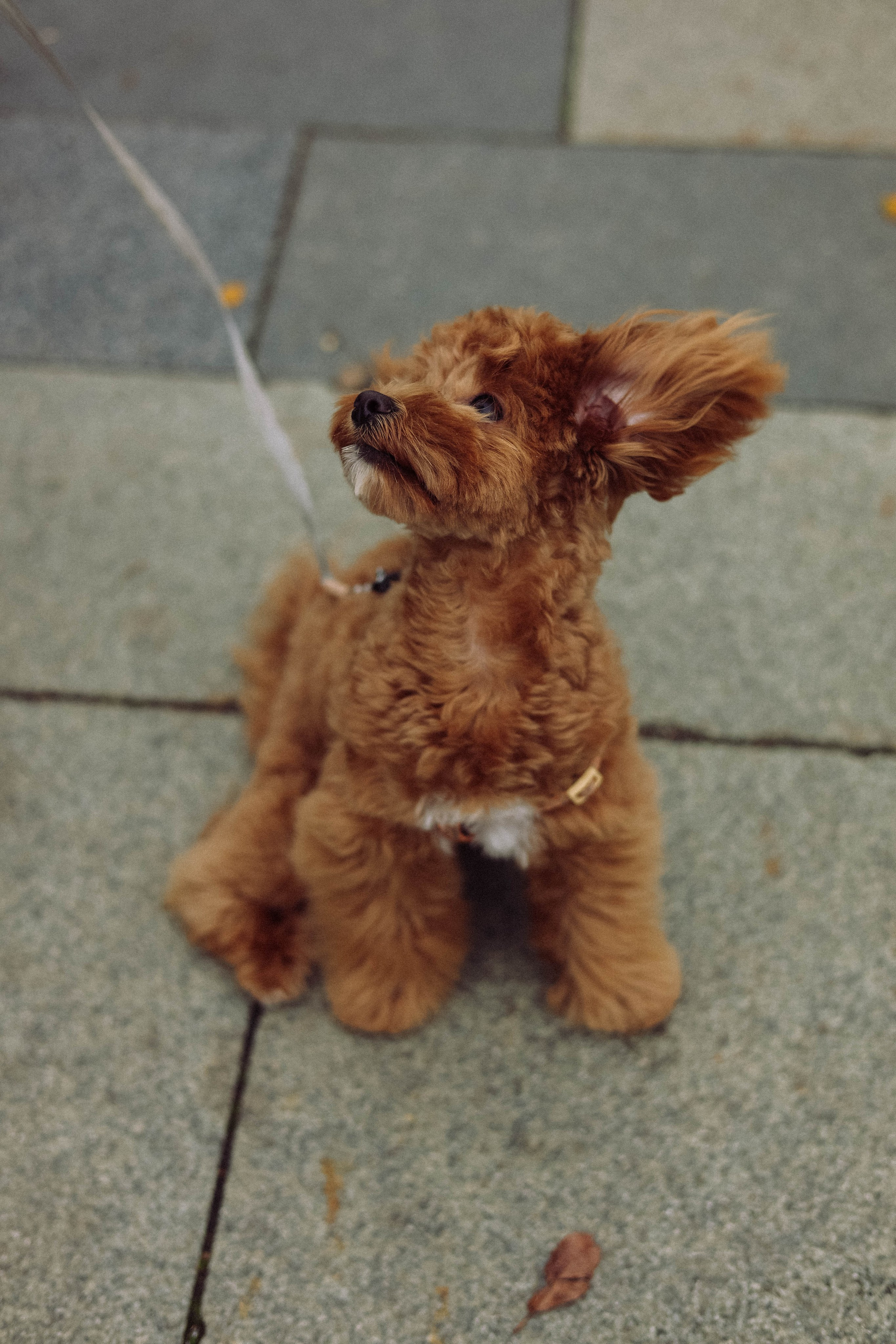 Кира. Фотограф в Москве Анастасия Калинина