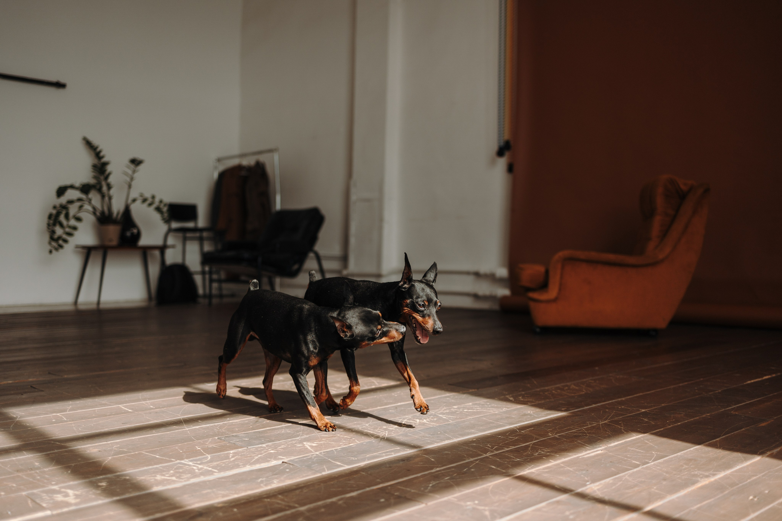 Катя и ее мальчики. Фотограф — Анималист | Санкт-Петербург