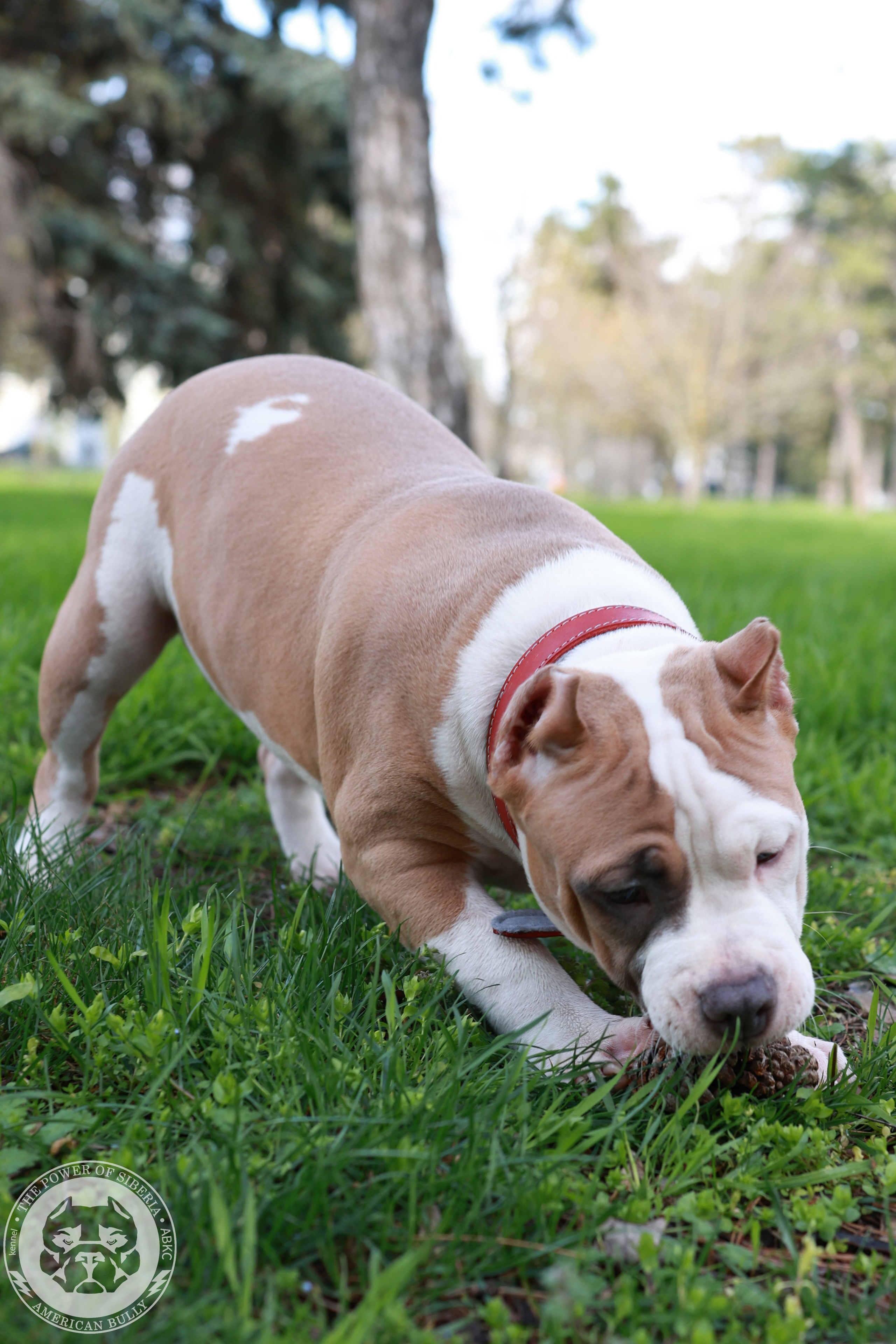 13.12.25-Мия-Турук. Американский Булли в г. Ростов-на-Дону. Питомник THE POWER OF SIBERIA