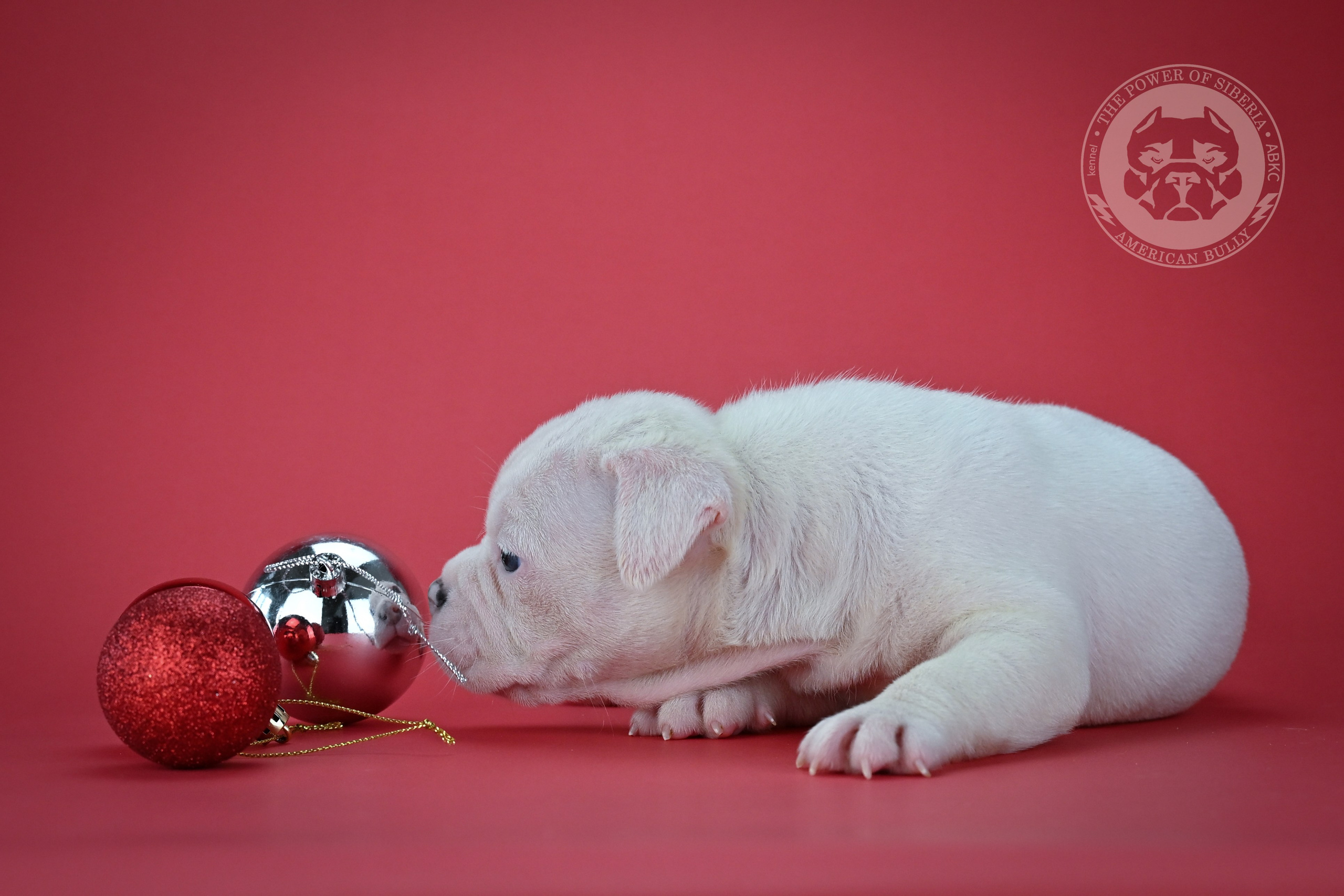 Свободные щенки Американский Булли покет. Американский Булли в г. Ростов-на-Дону. Питомник THE POWER OF SIBERIA