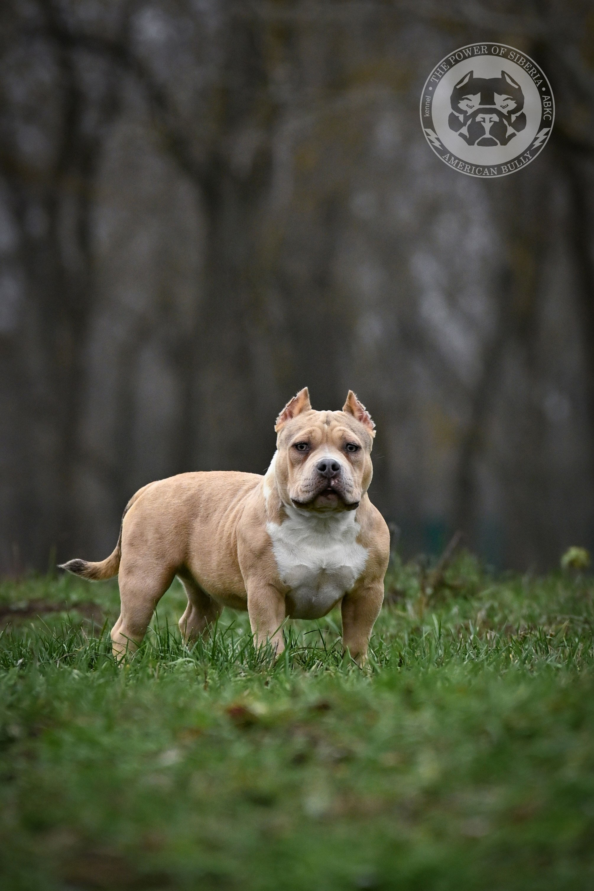 Американский булли купить щенка	в МСК, Купить щенка American Bully покет	в МСК, Купить щенка American Bully классик	в МСК, Купить щенка American Bully стандарт	в МСК, Купить щенка American Bully XL	в МСК, Купить щенка American Bully экзот	в МСК, American Bully щенок 	в МСК, American Bully цена щенка	в МСК, 