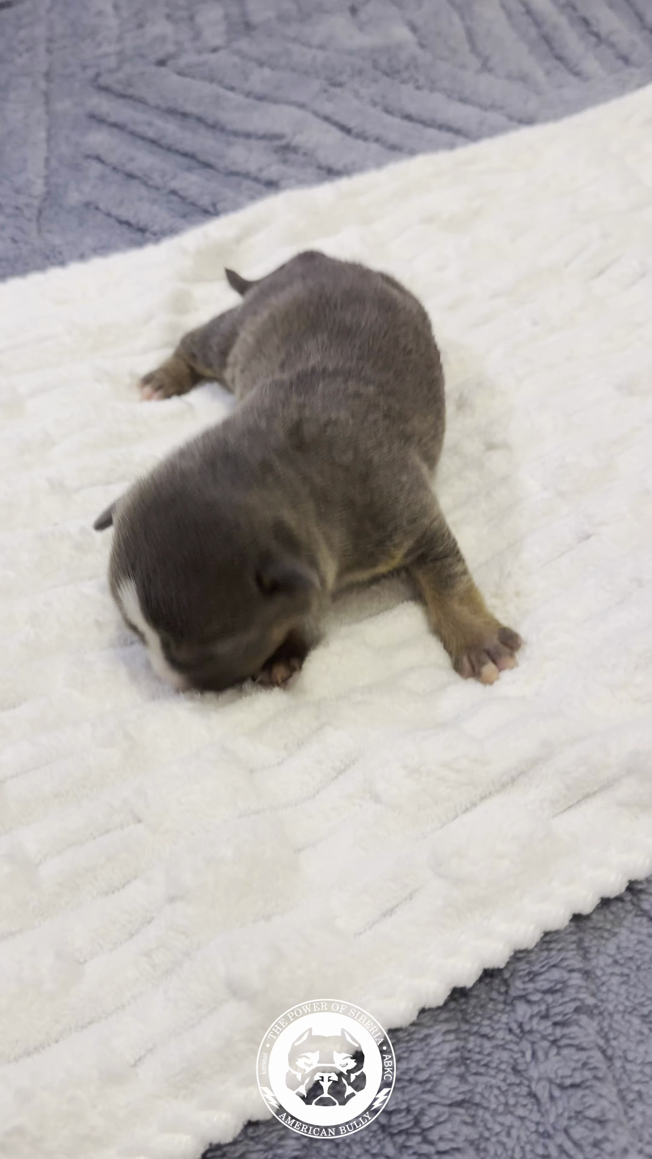 Свободные щенки Американский Булли стандарт и Свободные щенки Американский Булли классик. Американский Булли в г. Ростов-на-Дону. Питомник THE POWER OF SIBERIA