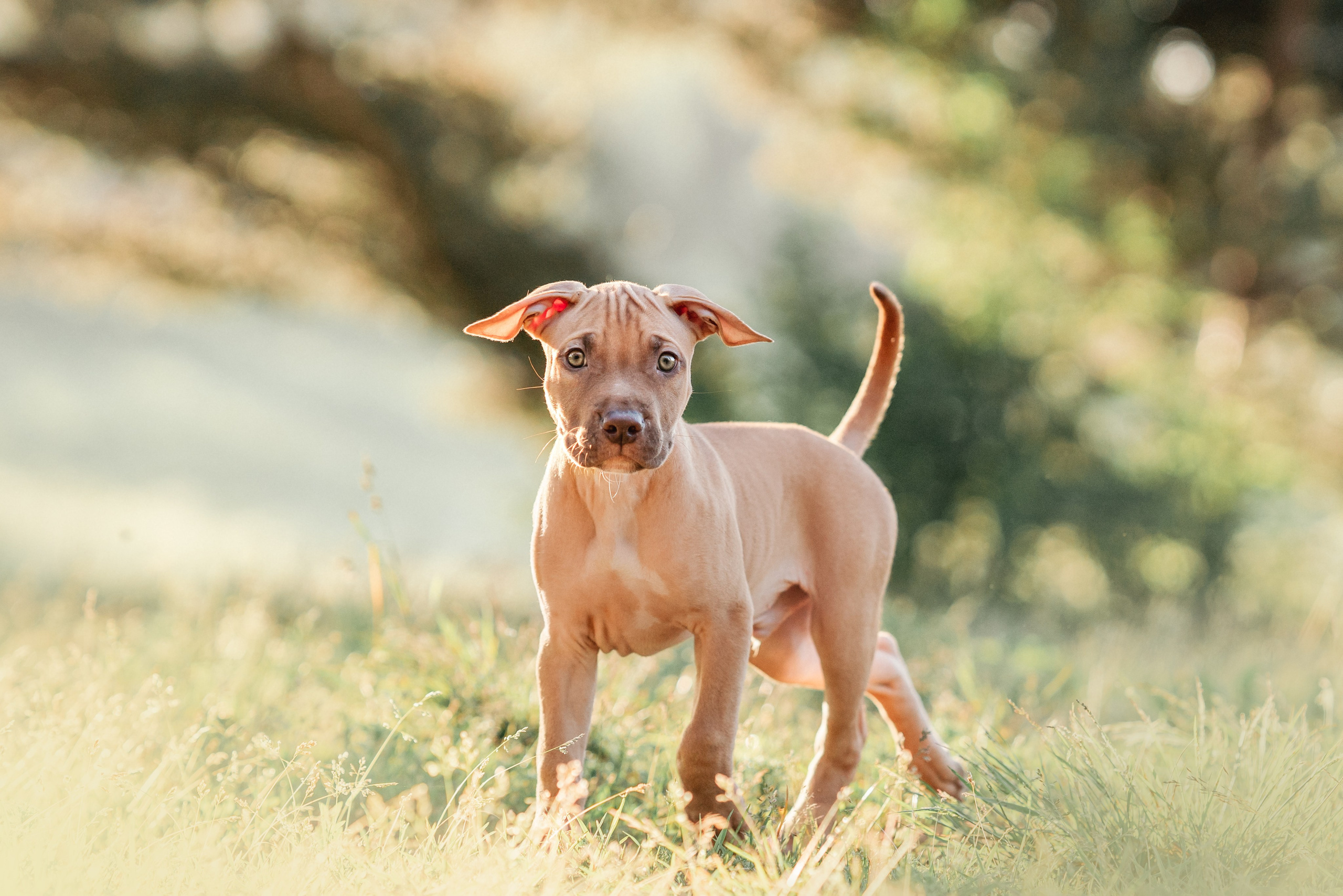 АПБТ. Фотограф анималист Осипчикова Мария