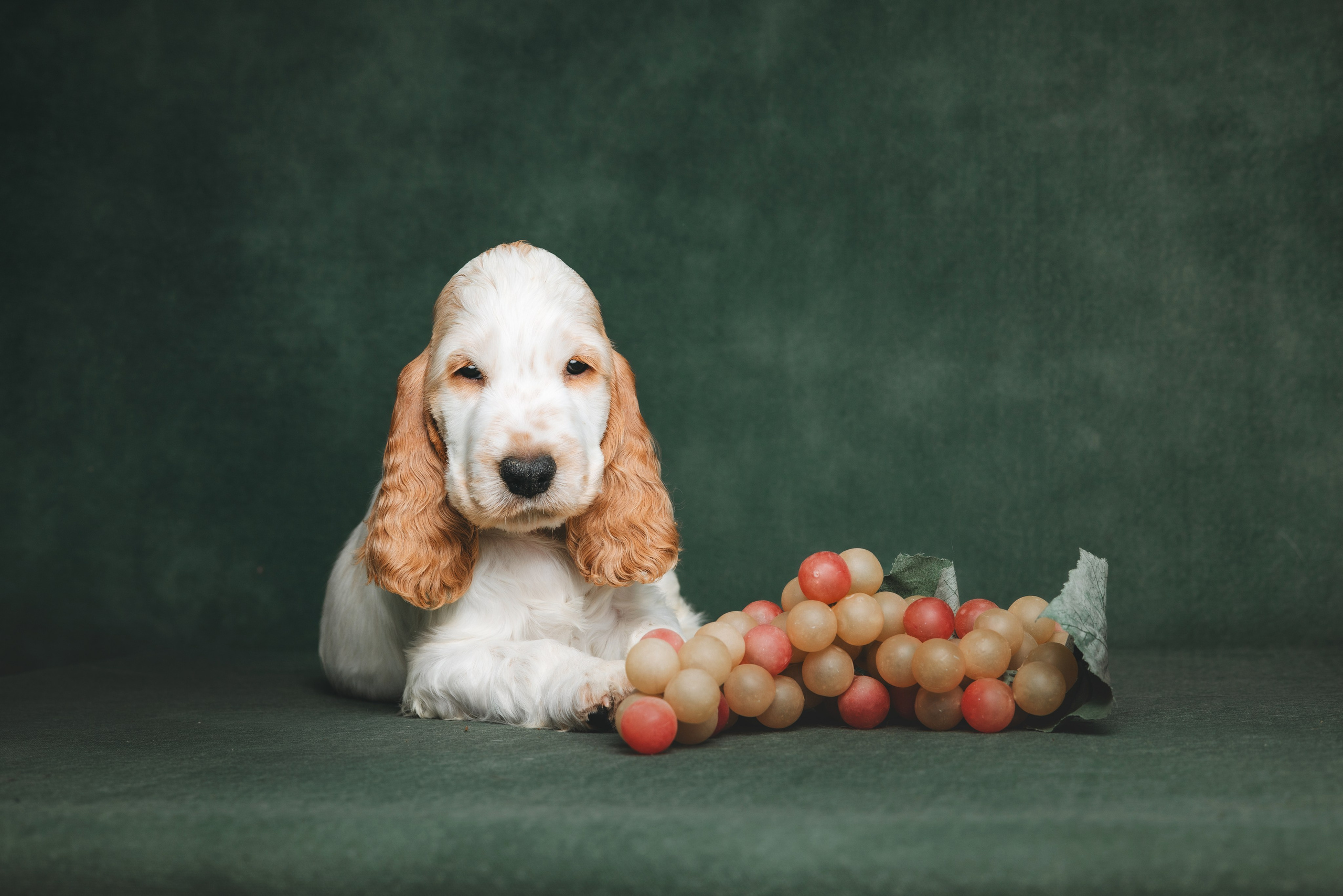 Английские коккер-спаниели. Фотограф анималист Осипчикова Мария