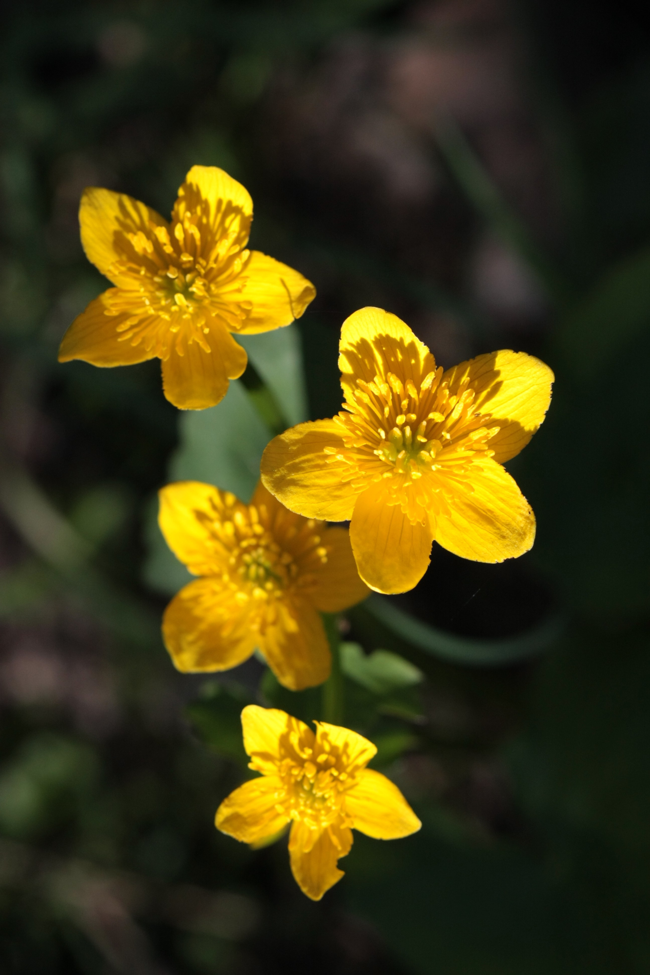 Фото Природы Забайкалья. Студия Максима Белослюдцева