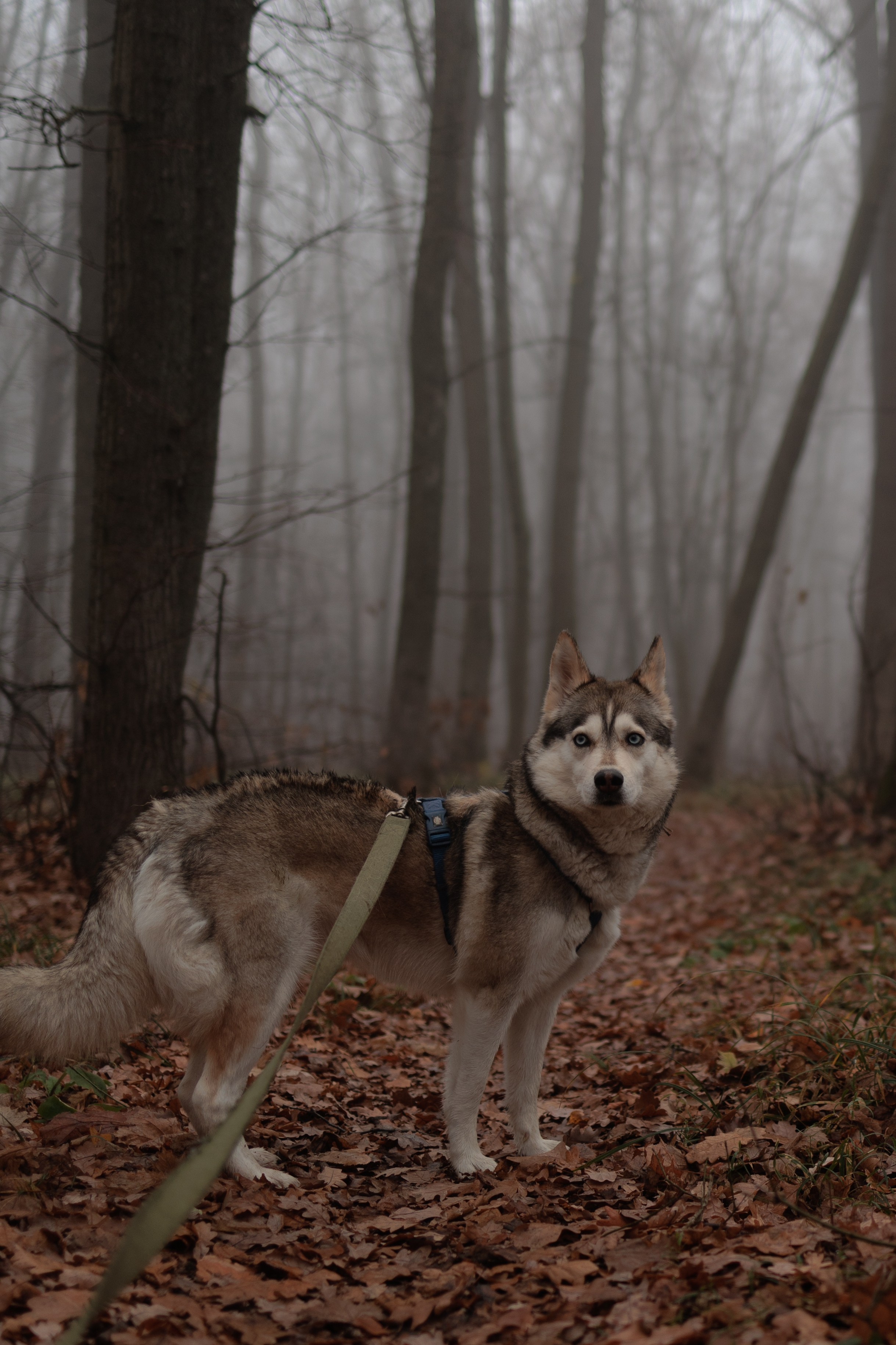 В туманном лесу. Семейный фотограф в Белгороде