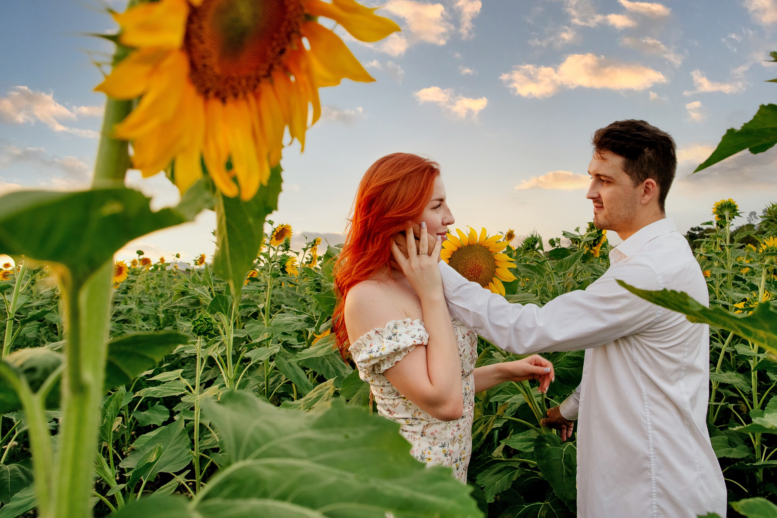 Подсолнухи. Свадебный и семейный фотограф в Краснодаре Илонна Ковалева