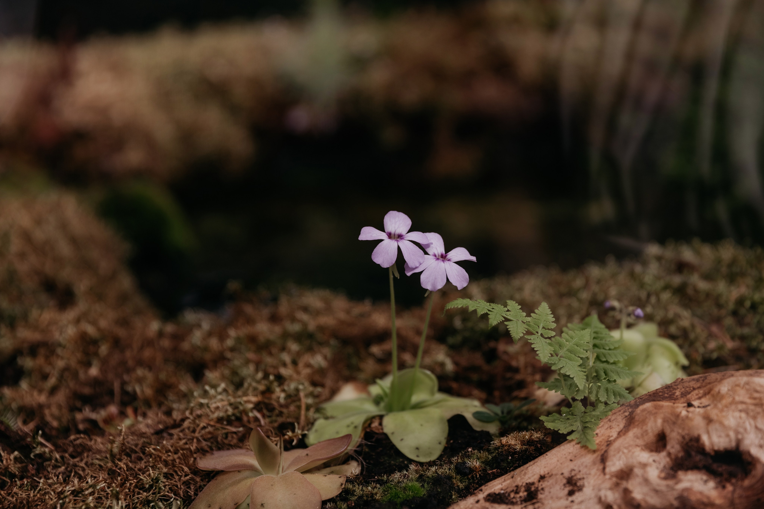 Кроме чувств, ничто не способно излечить душу, равно как ничто, кроме души, не способно излечить чувства. Свадебный фотограф в Санкт-Петербурге