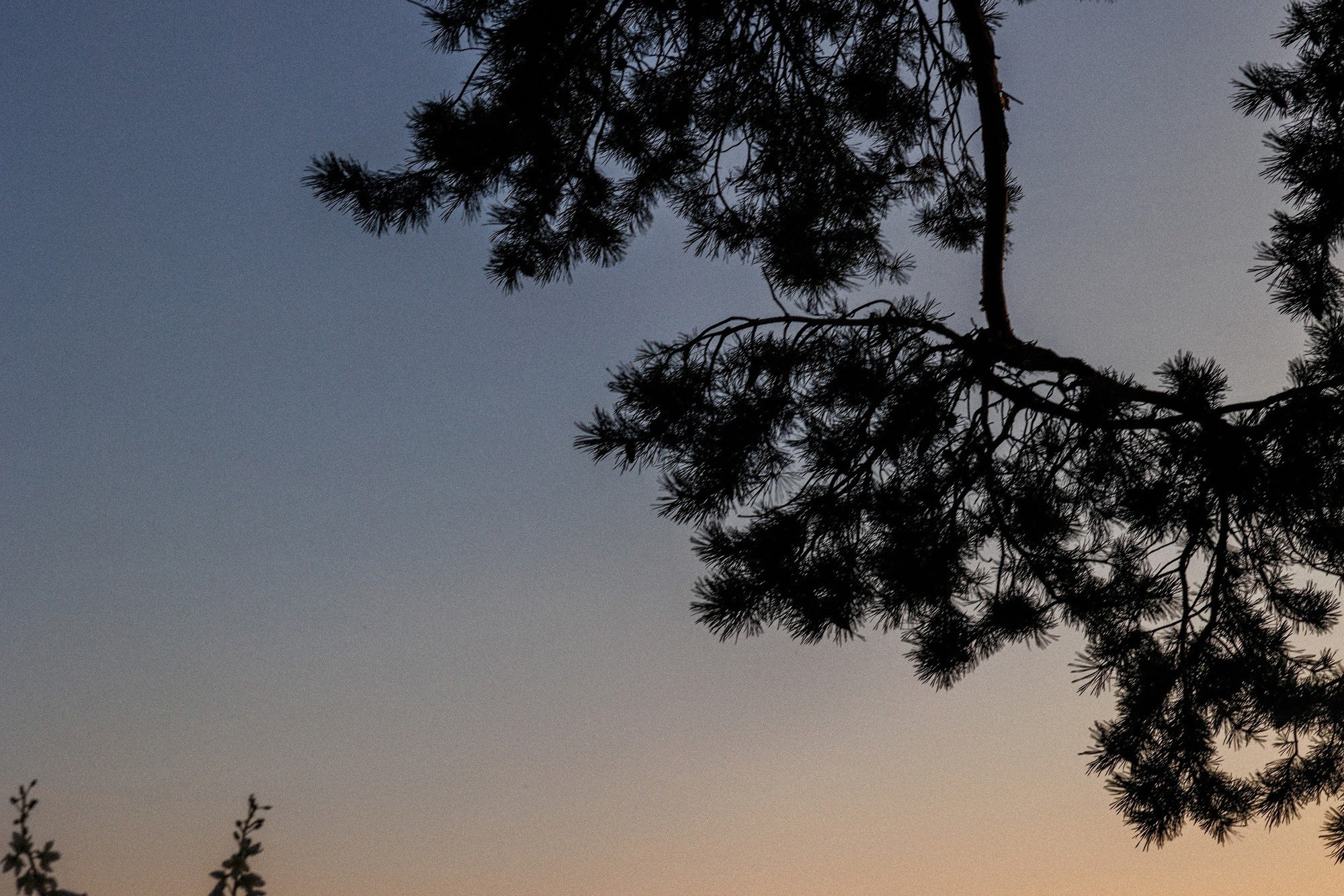Антон и Анастасия. Свадебный фотограф в Москве и Санкт-Петербурге Анастасия Мирославская