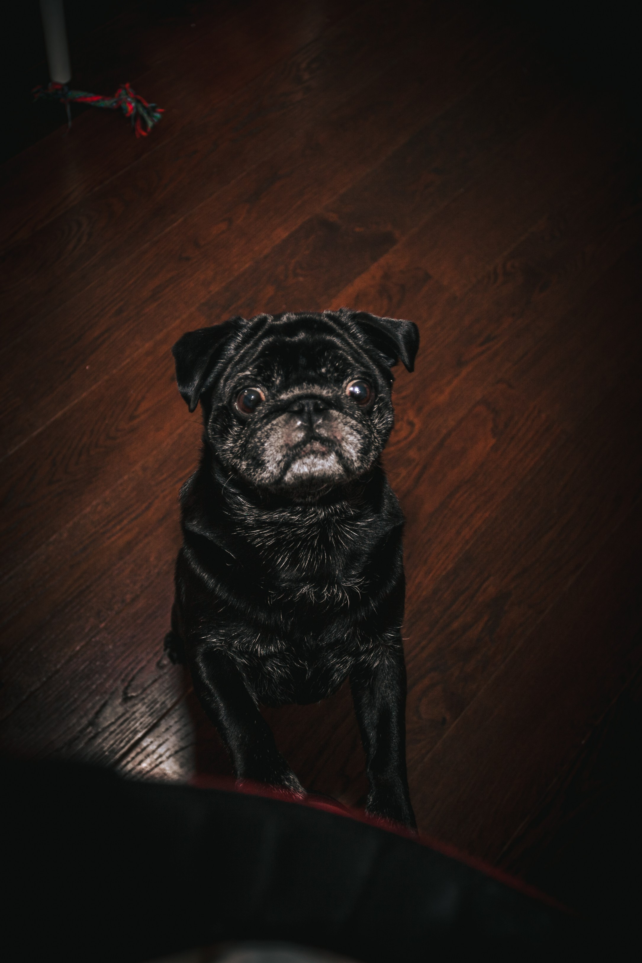 Домашняя фотосессия Оли и двух ее мопсов. Фотограф-анималист Татьяна Степанова