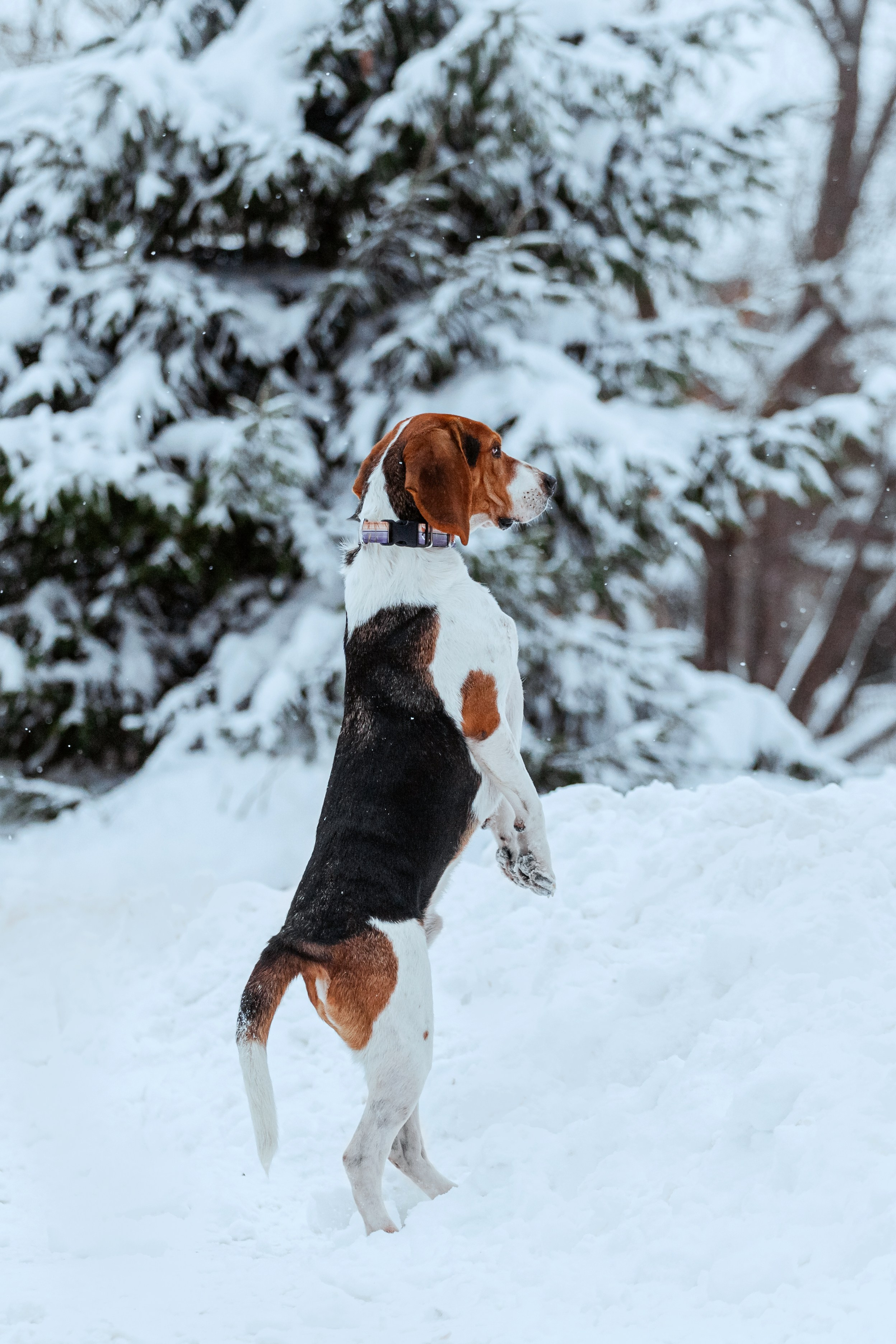 Дом для Биглей 2023. Фотограф-анималист Татьяна Степанова