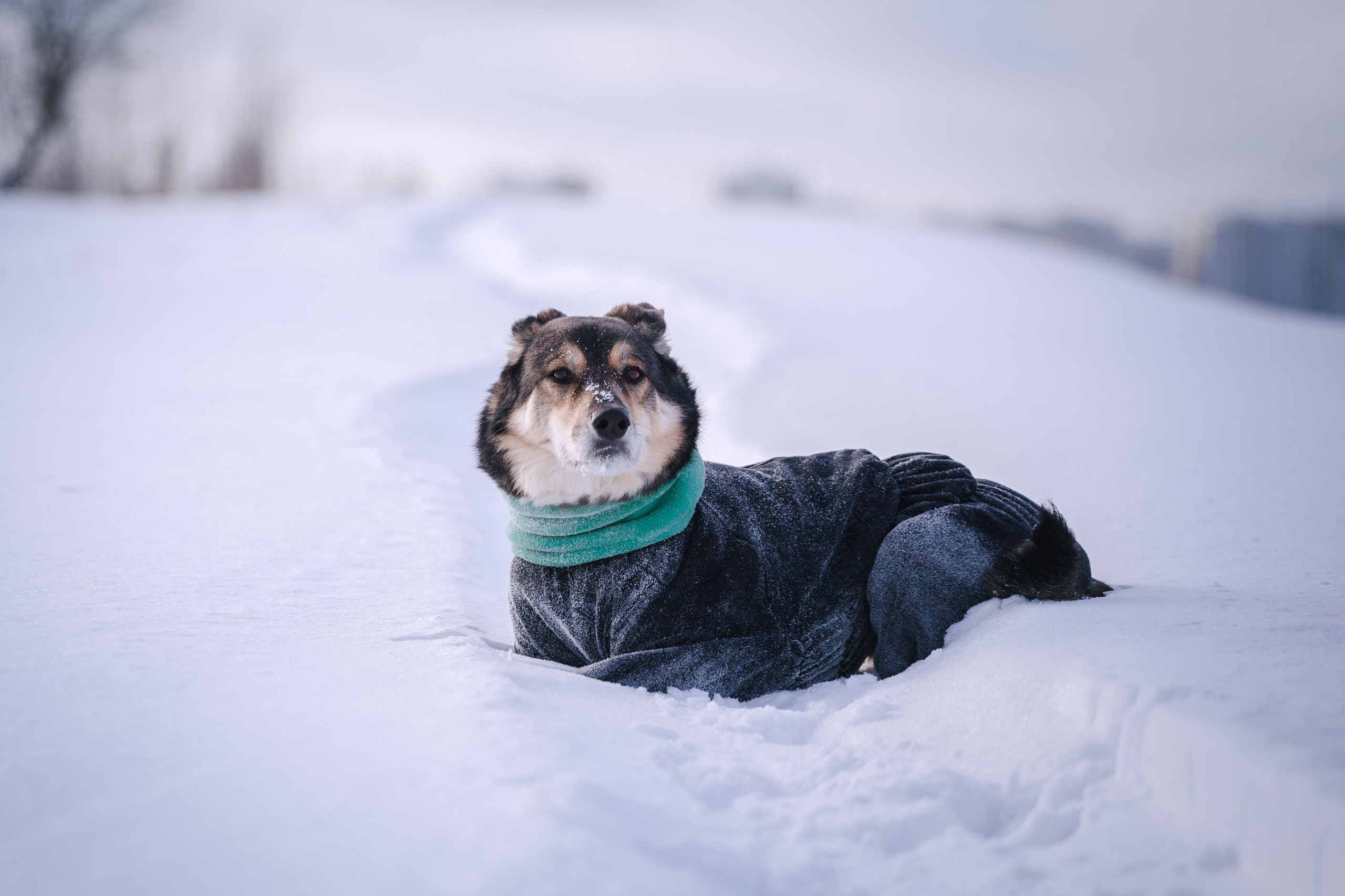 Зимняя экспресс съемка Дюка. Фотограф-анималист Татьяна Степанова