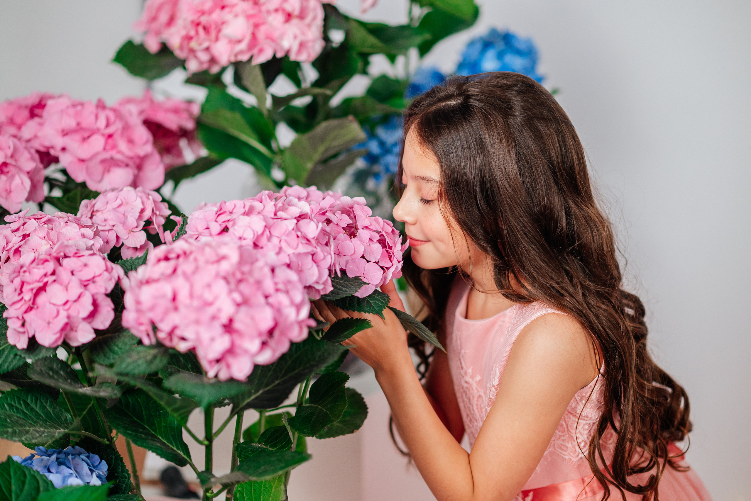 Вероника и гортензии. Семейный фотограф в Краснодаре
