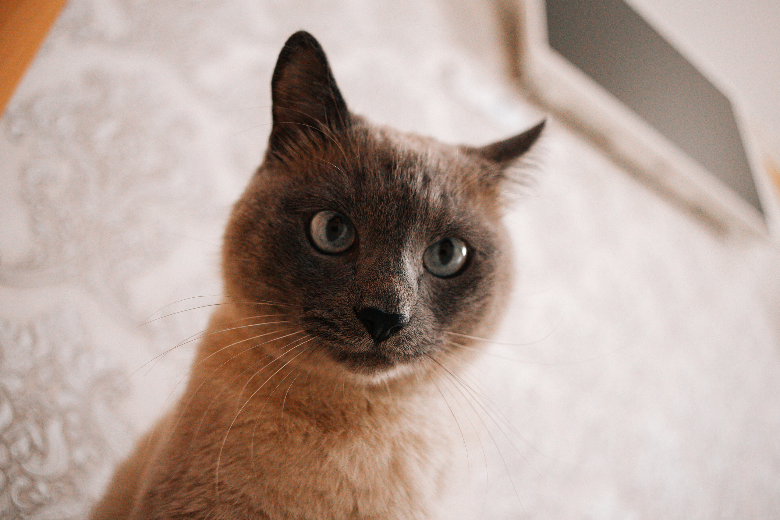 Большая семья Анны. Фотограф Бурятии София Андриянова