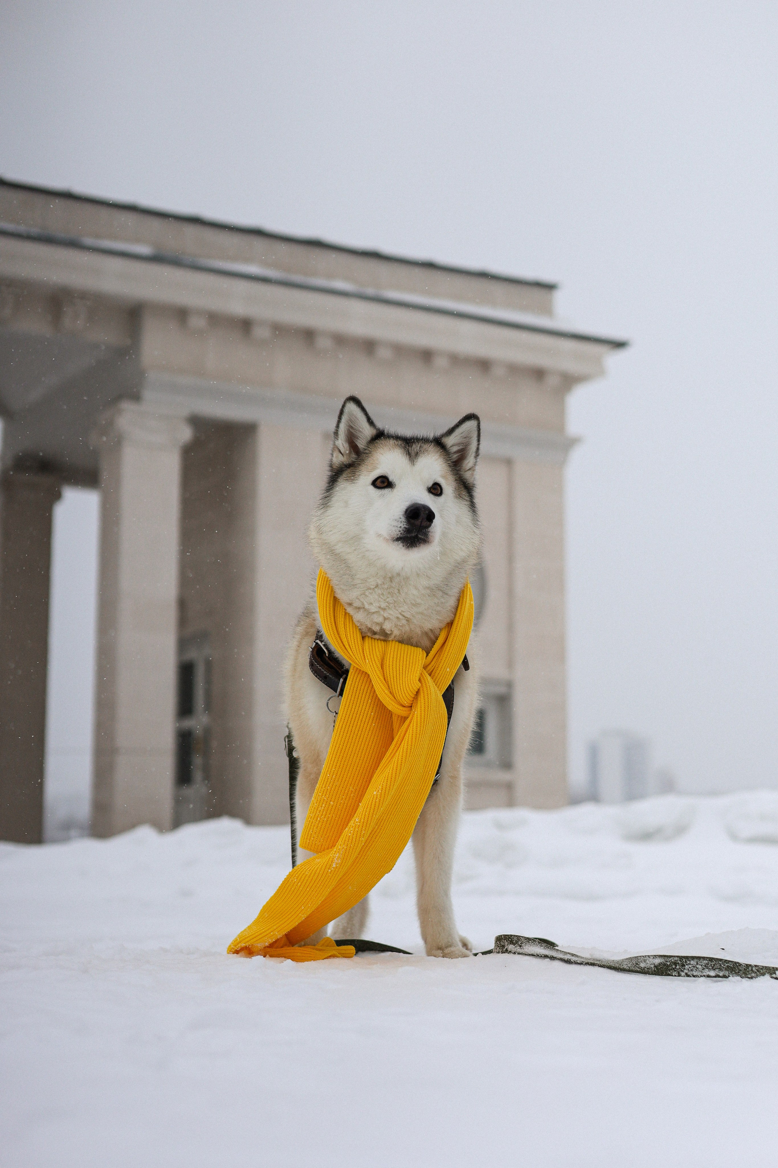 Мила, Лиза и Матвей. Фотограф-анималист Ксения Шевцова|Москва