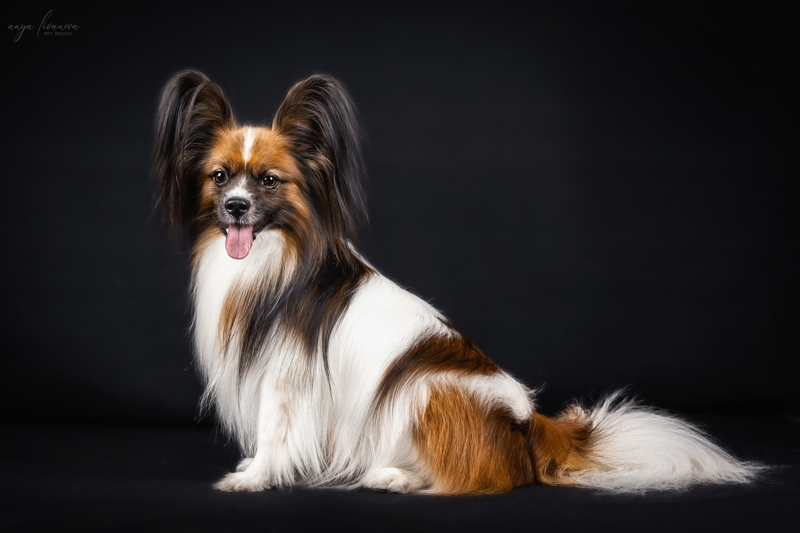 Террик. Фотограф анималист Аня Ливанова | Рыбинск