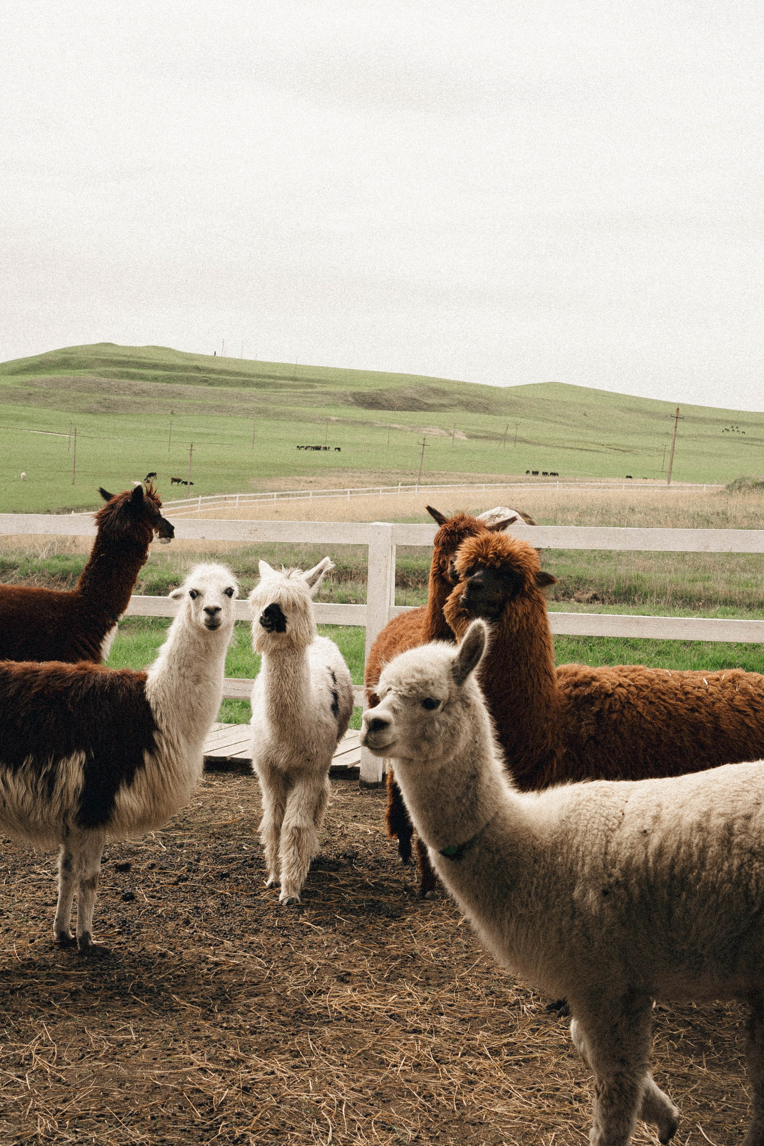 Ферма Альпак. Профессиональный фотограф, Санкт-Петербург — Виктория Богомолова
