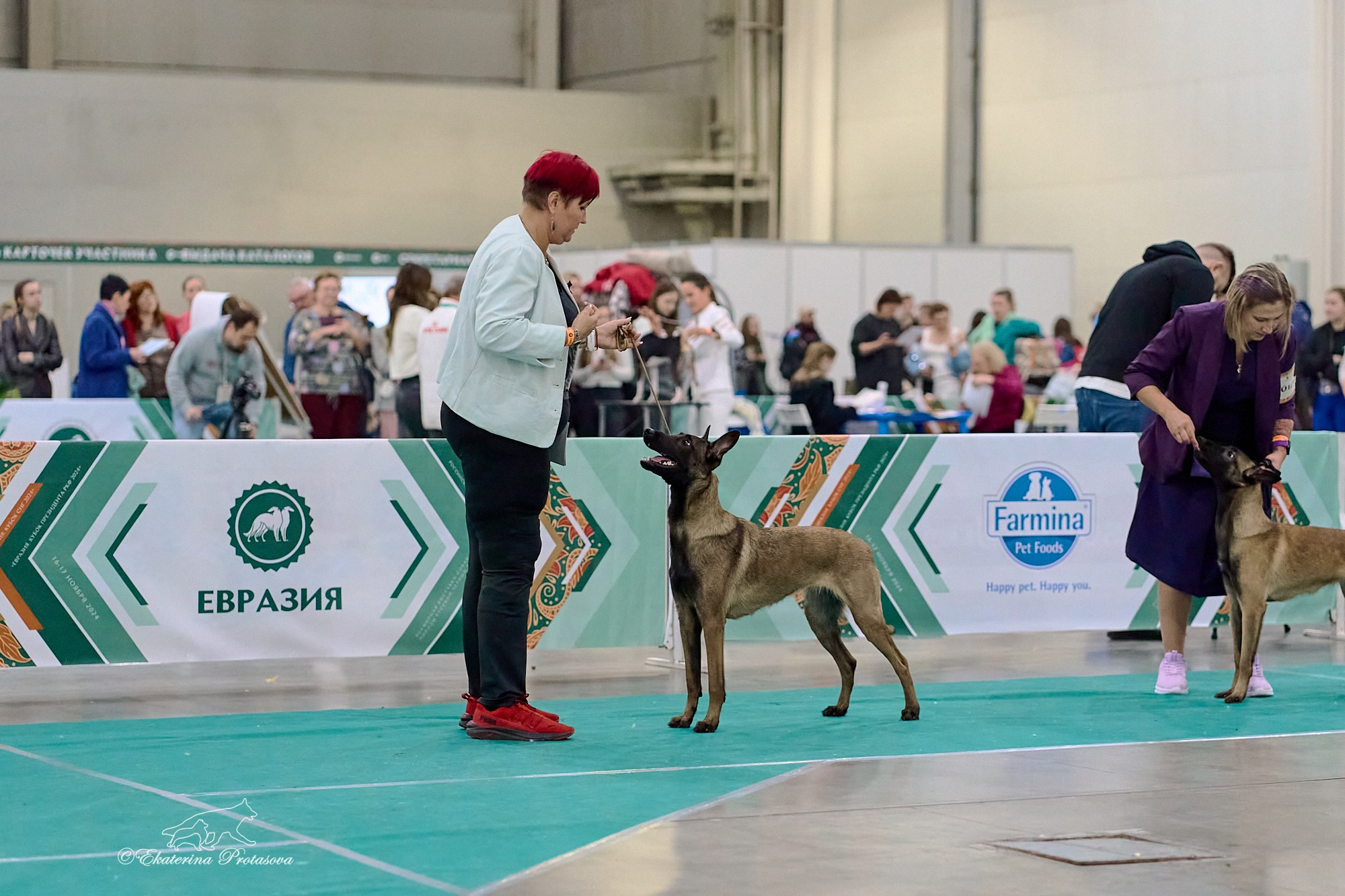 Евразия — 2024. Фотограф-анималист в Иркутске