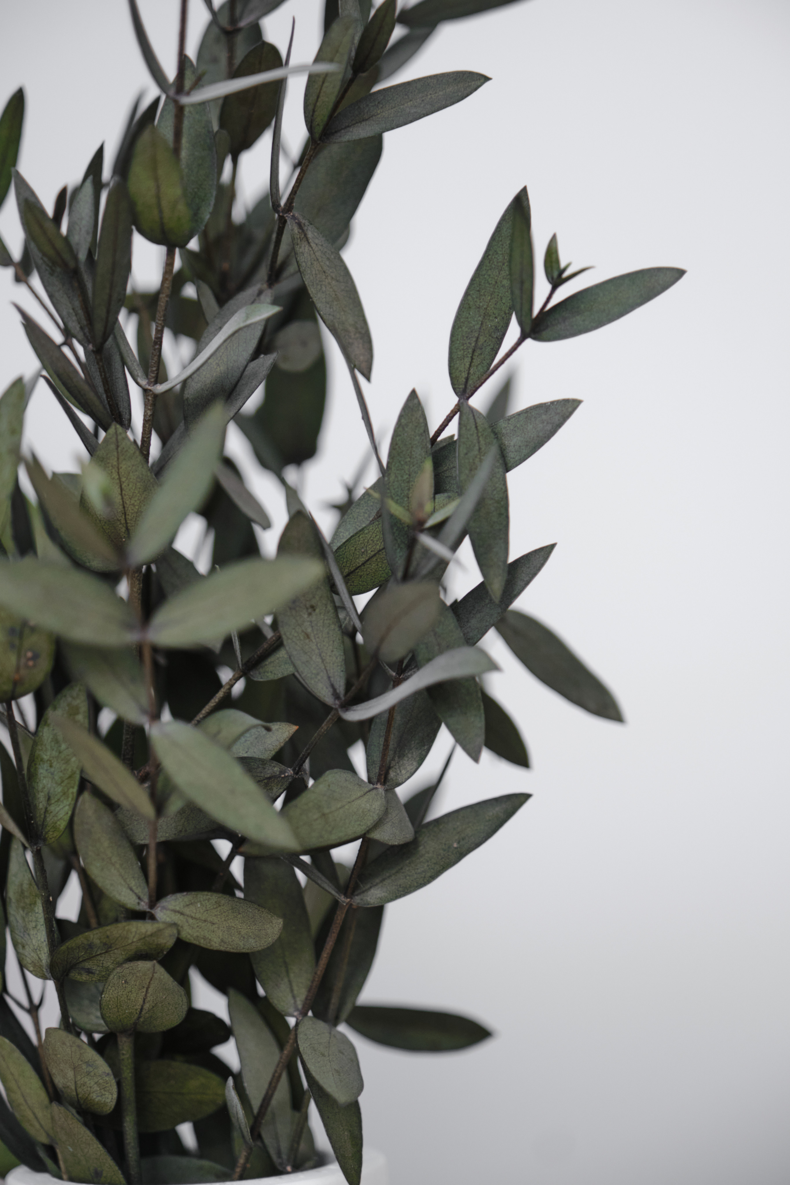 эвкалипт стабилизированный и свеча ароматизированная для магазина домашнего декора