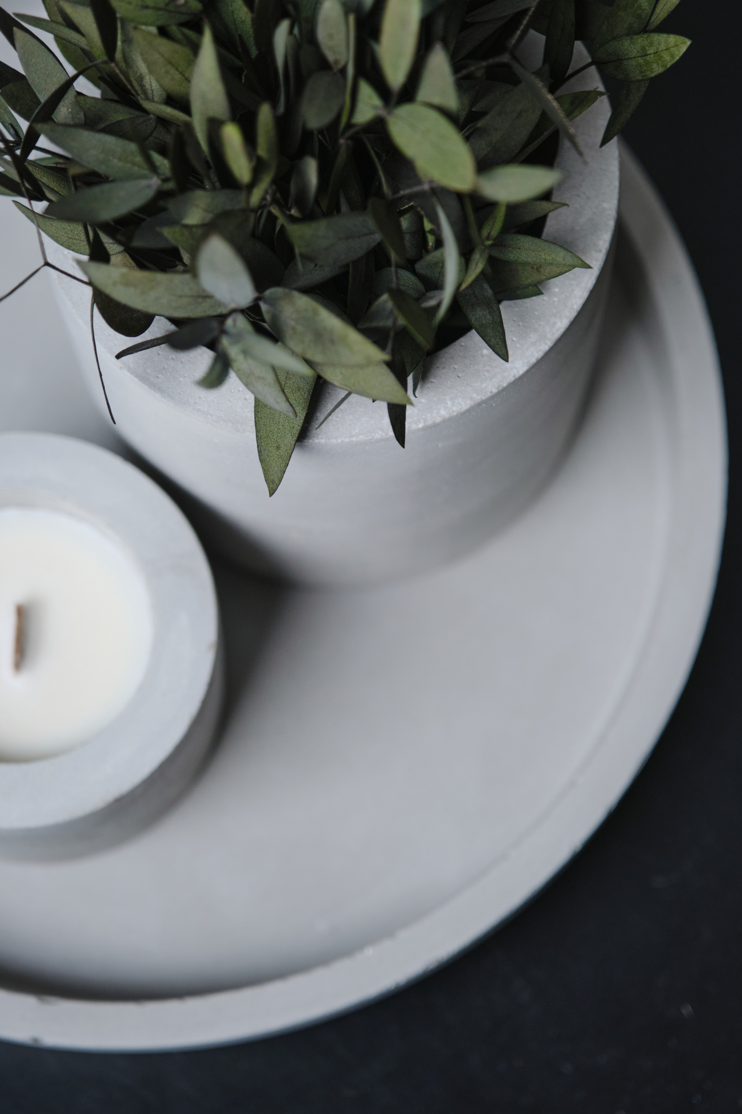 эвкалипт стабилизированнный на бетонном подносе