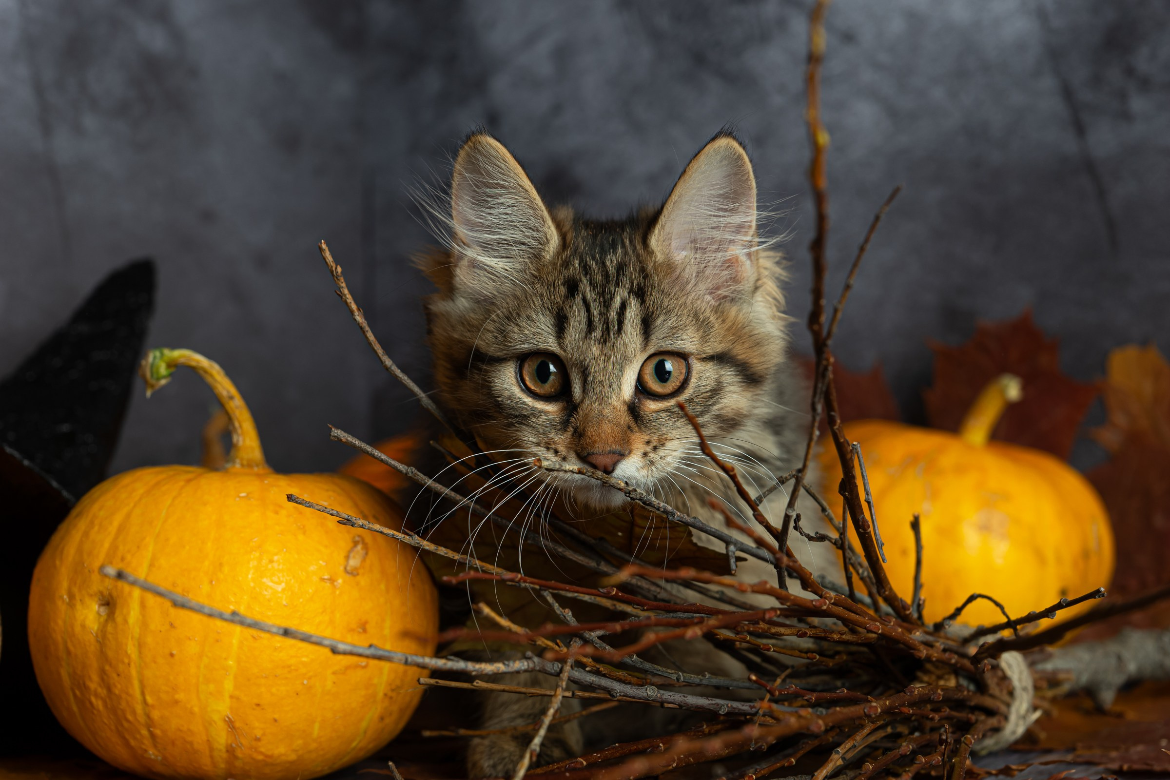 Курильский бобтейл. Фотограф на Камчатке Анна Моргачёва. Семейные и детские съёмки