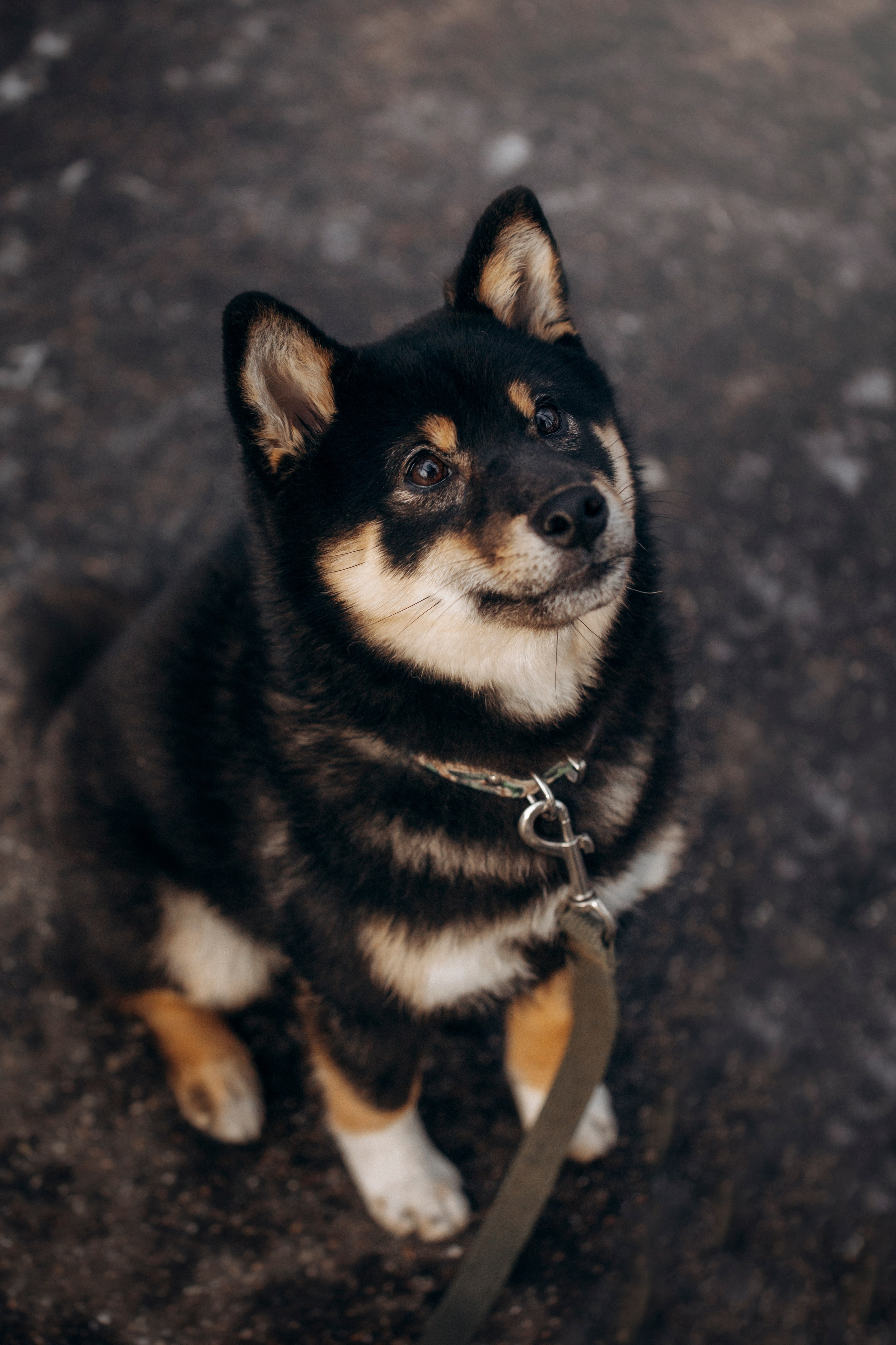 Дарья и Мики. Фотограф — Анималист | Санкт-Петербург