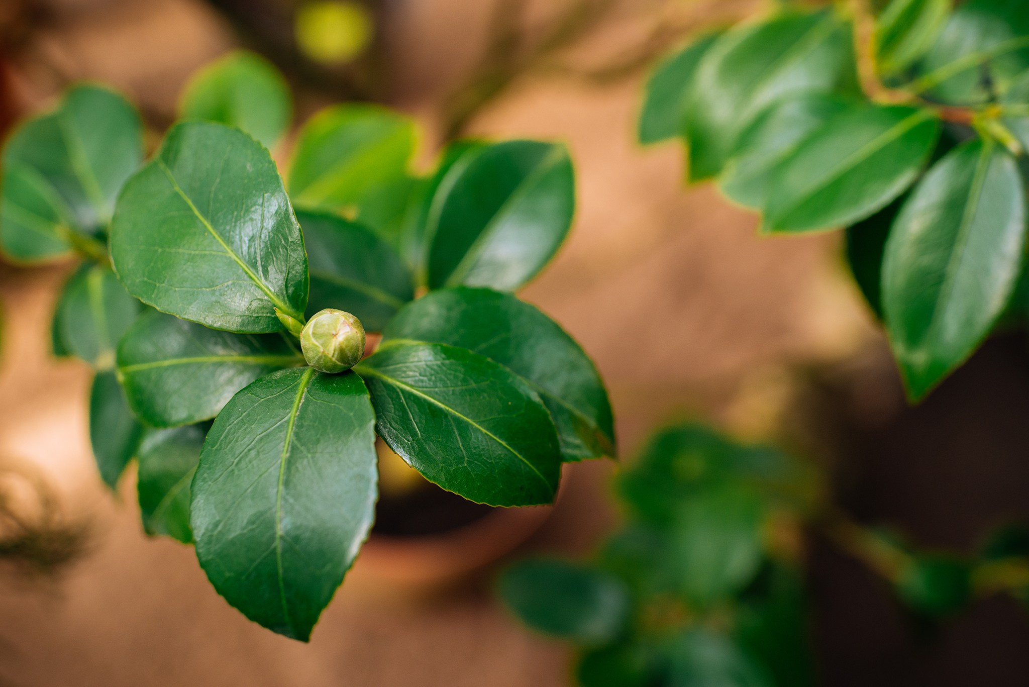 Ботанический сад. Субтропический маршрут. Март 26. Репортажный фотограф в Санкт-Петербурге Анастасия Клёпова