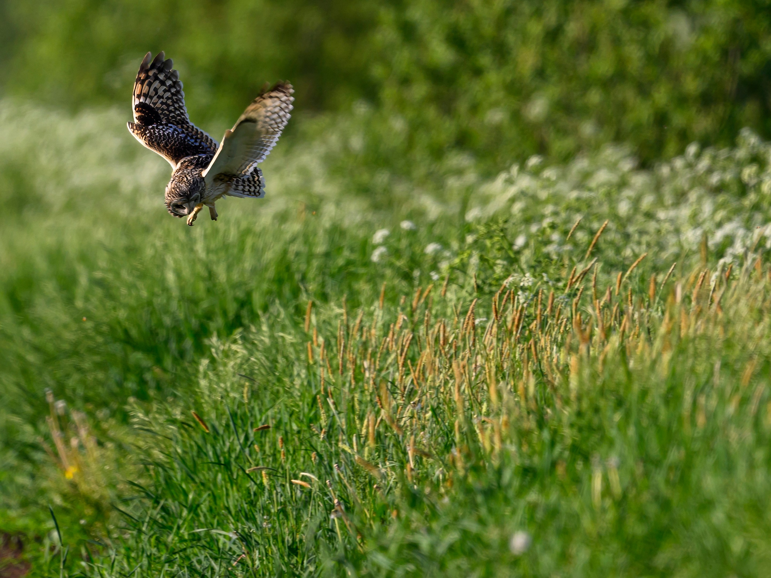 Охота сов. Фотограф Сергей Пупонин