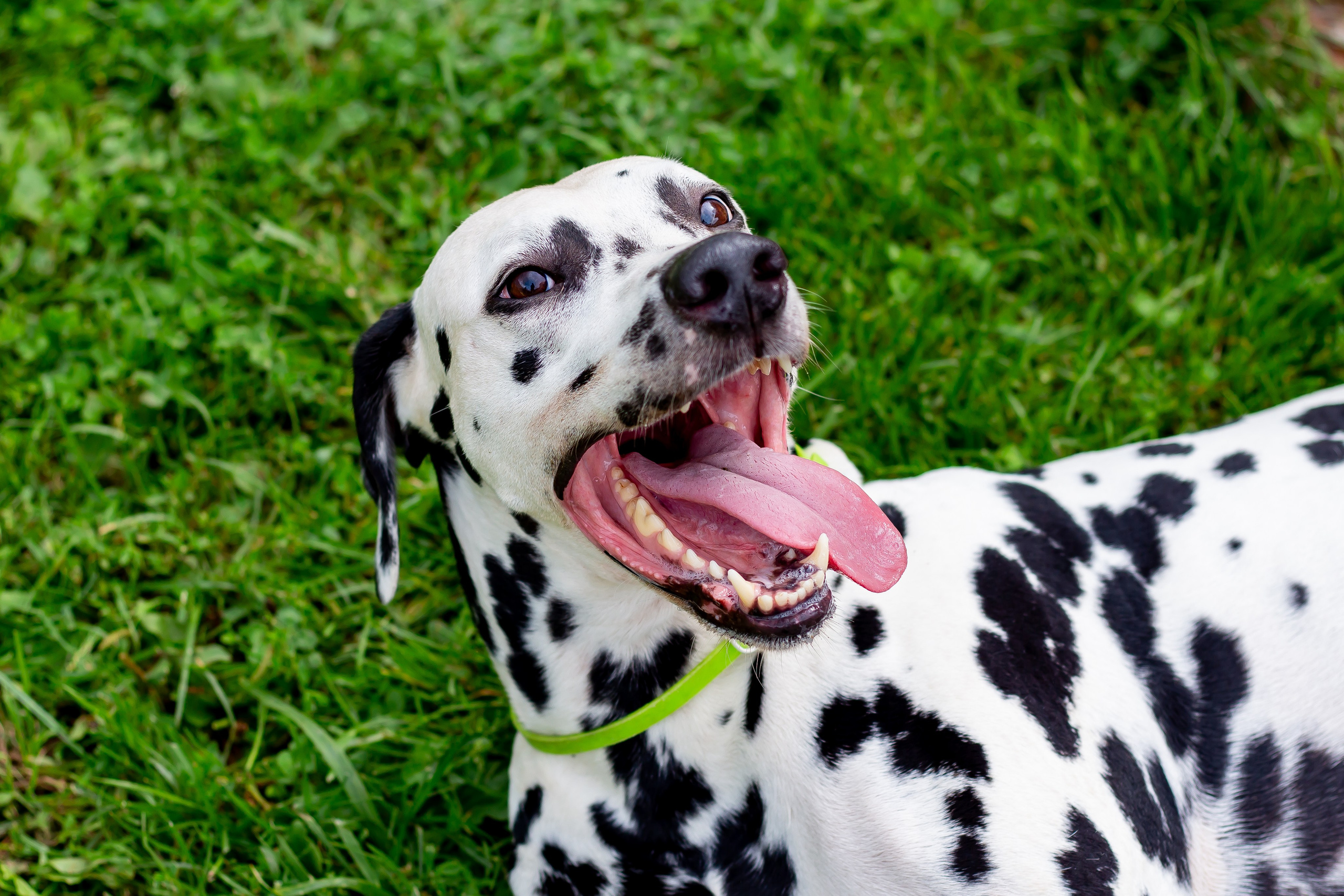 Собачья жизнь — Зоогостиница «Счастливые мечтатели». Фотограф • Орехово-Зуево • Балашиха • TEFO