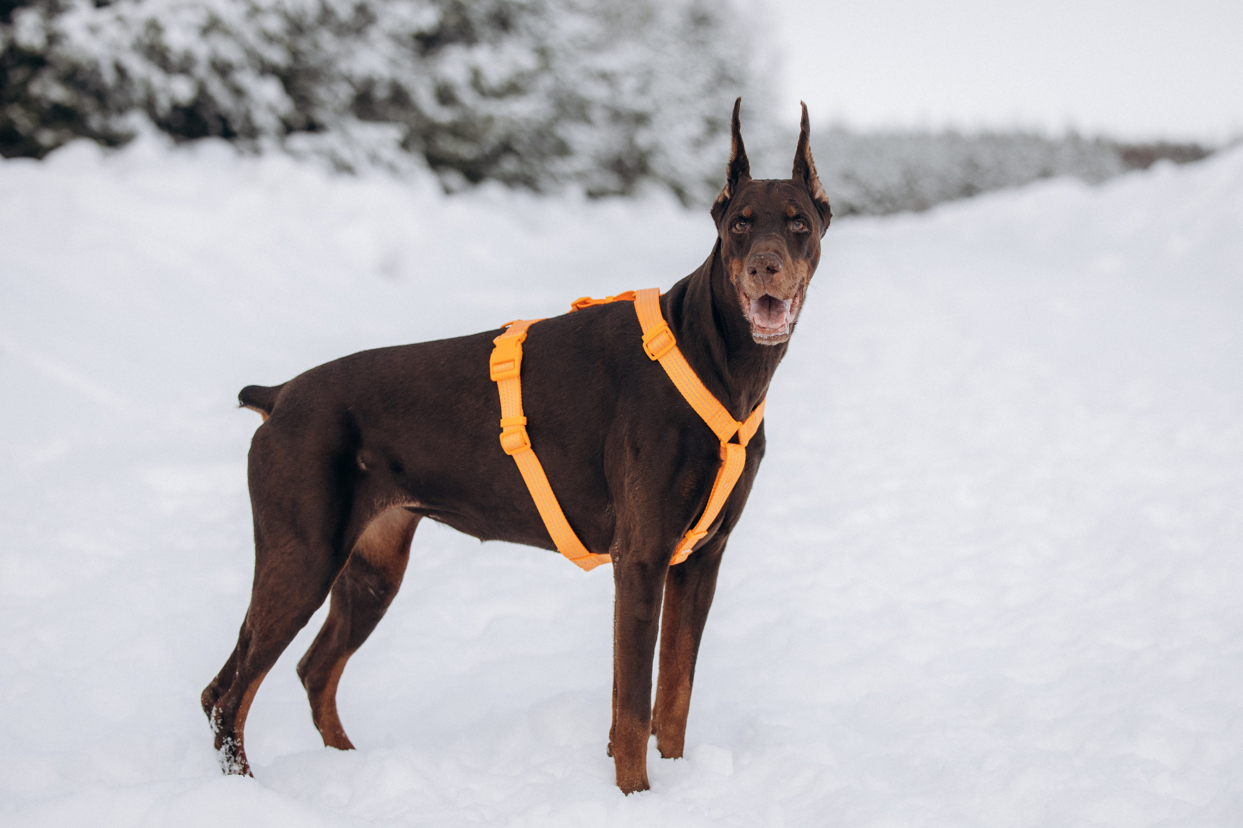 Детта. Зима. Фотограф анималист в Казани Алина Сулейманова. Фотограф животных