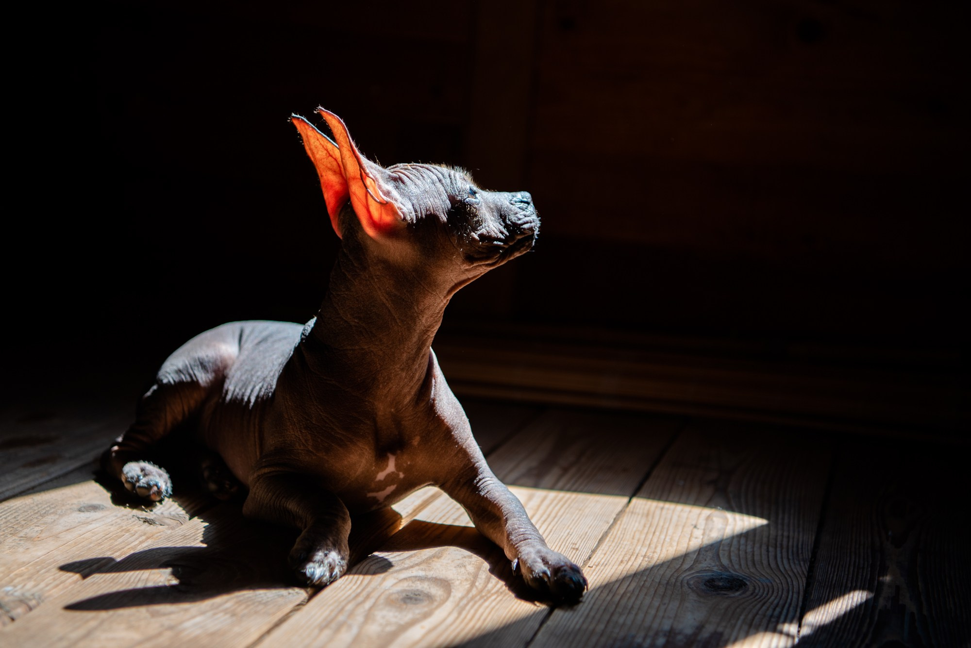 Мексиканец Герман. Фотограф в Москве Виктория Назаренко