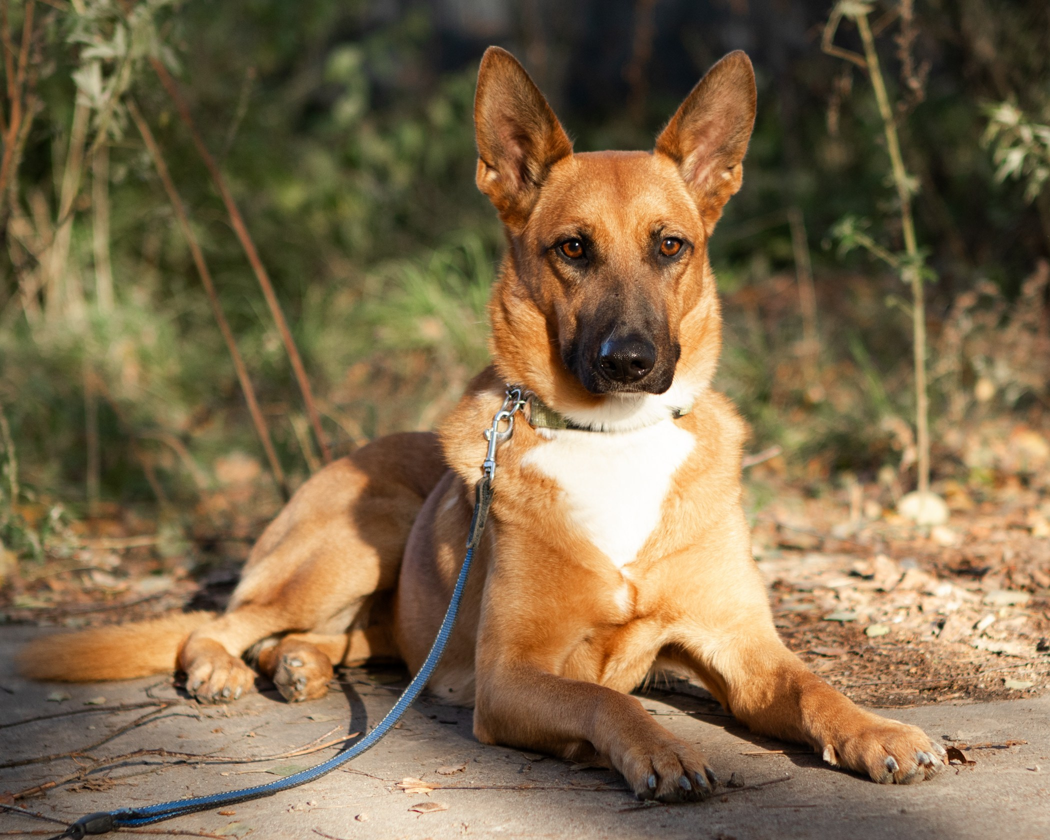 Собаки. Фотограф-анималист Полина Колкова | Москва
