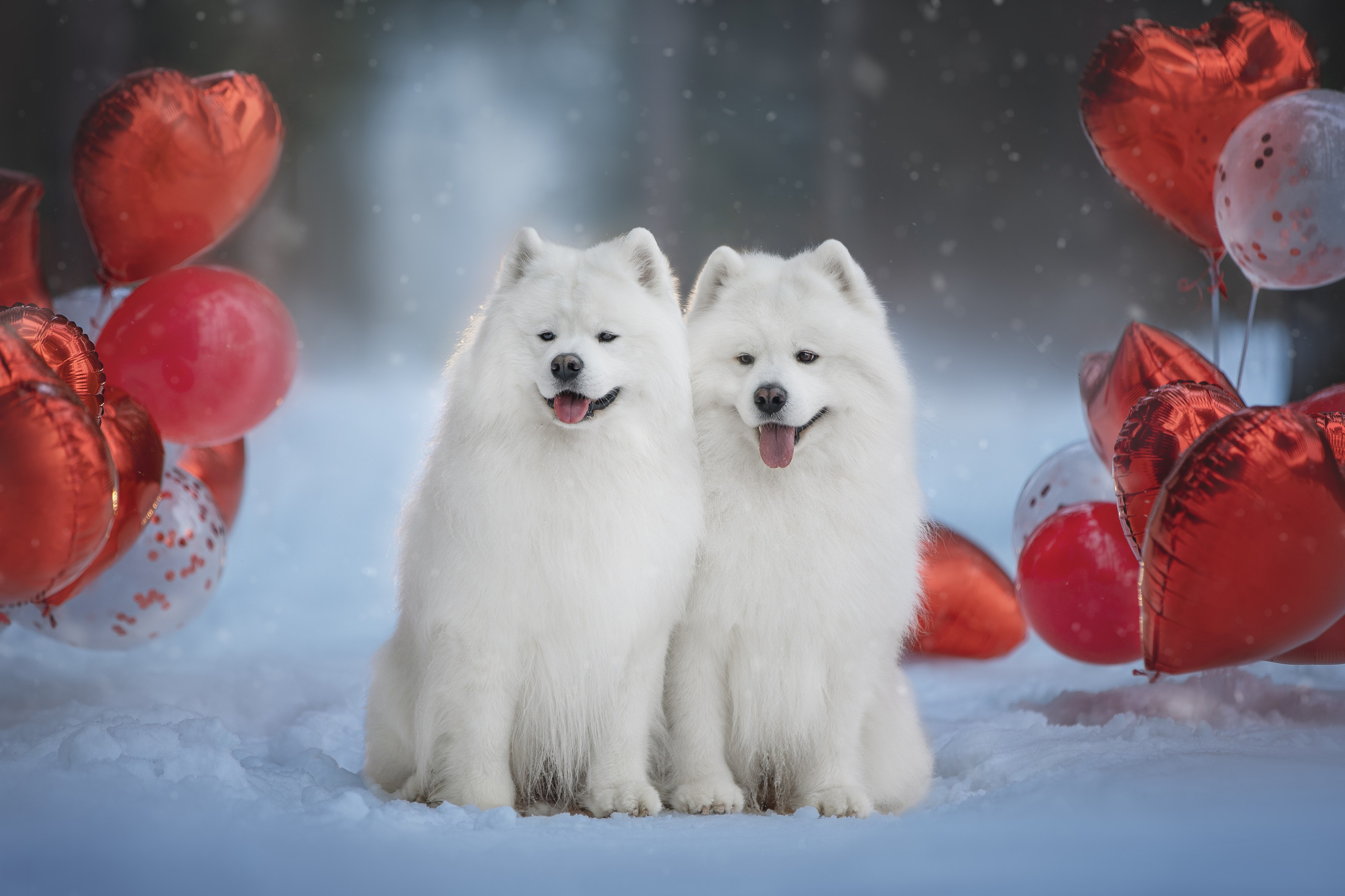 Самоедские мальчишки. Фотограф анималист в Москве Майорова Евгения