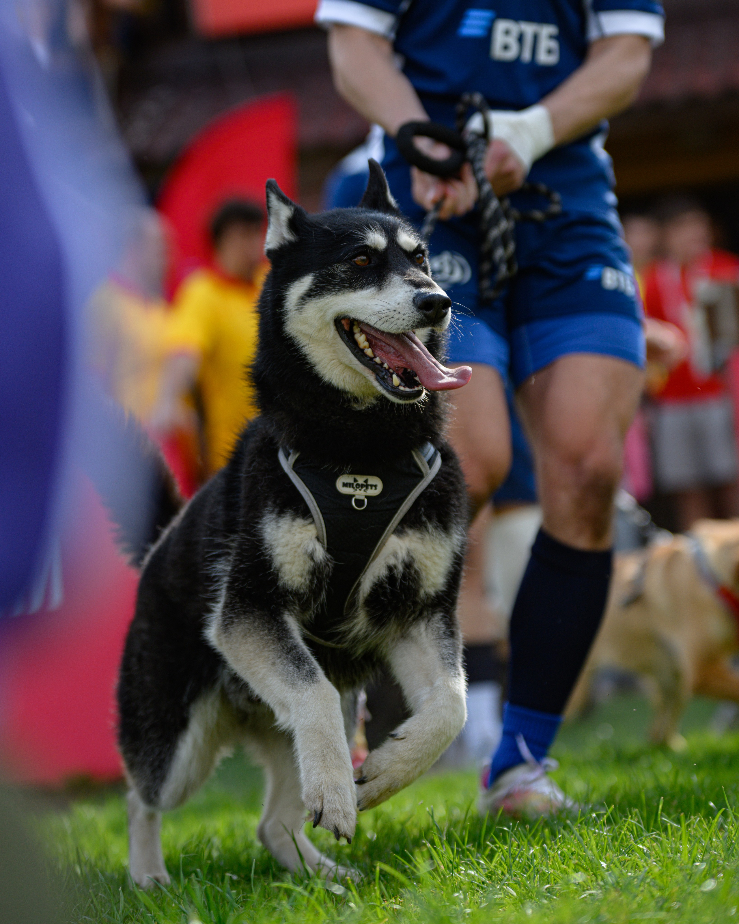 🏉 Слава — Динамо Москва 16.05.2026. Фотограф Александр Махоткин