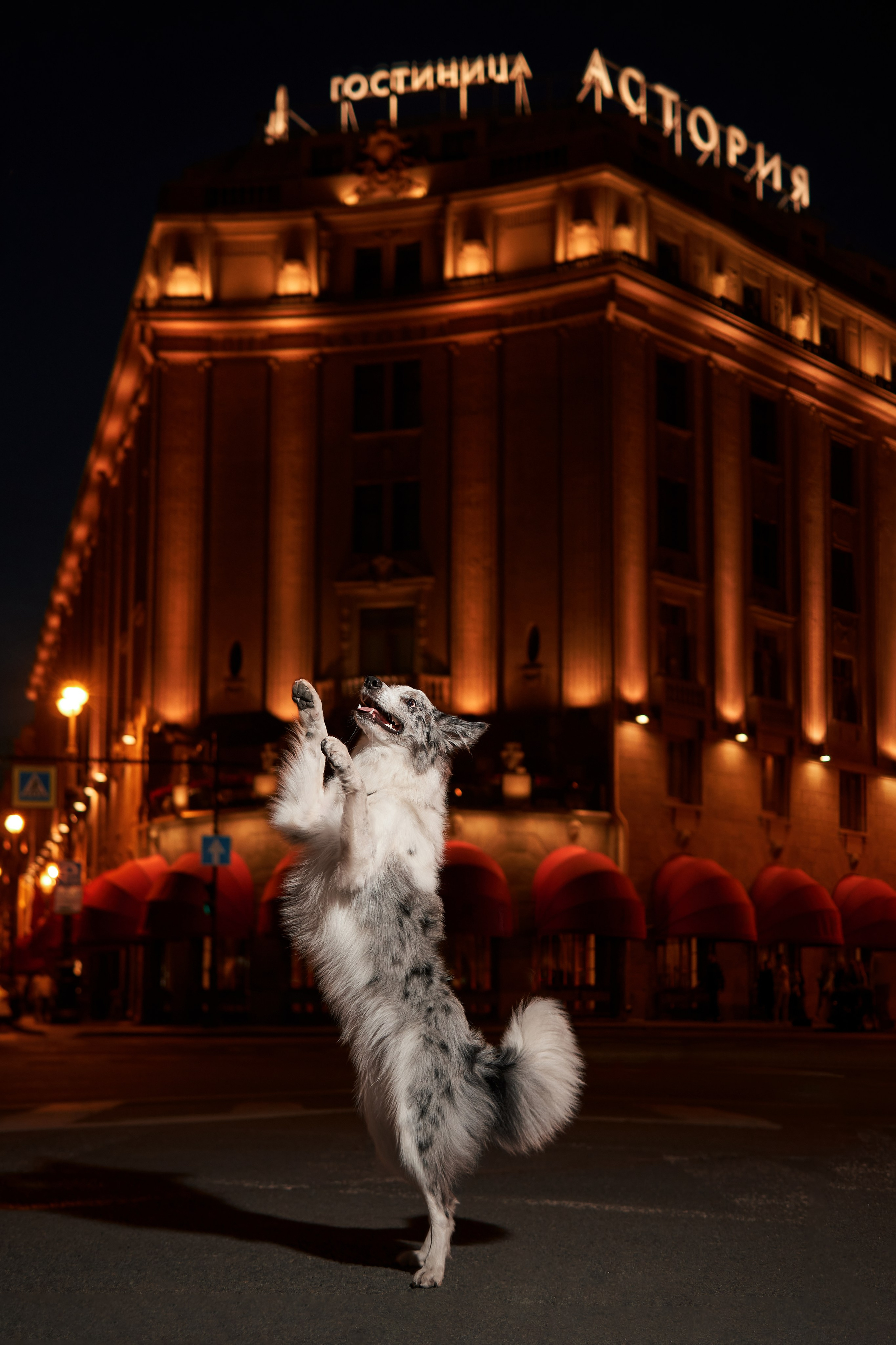 Анималистика. Выездные съемки. Фотограф людей и животных в Санкт-Петербурге Марина Бурмистрова