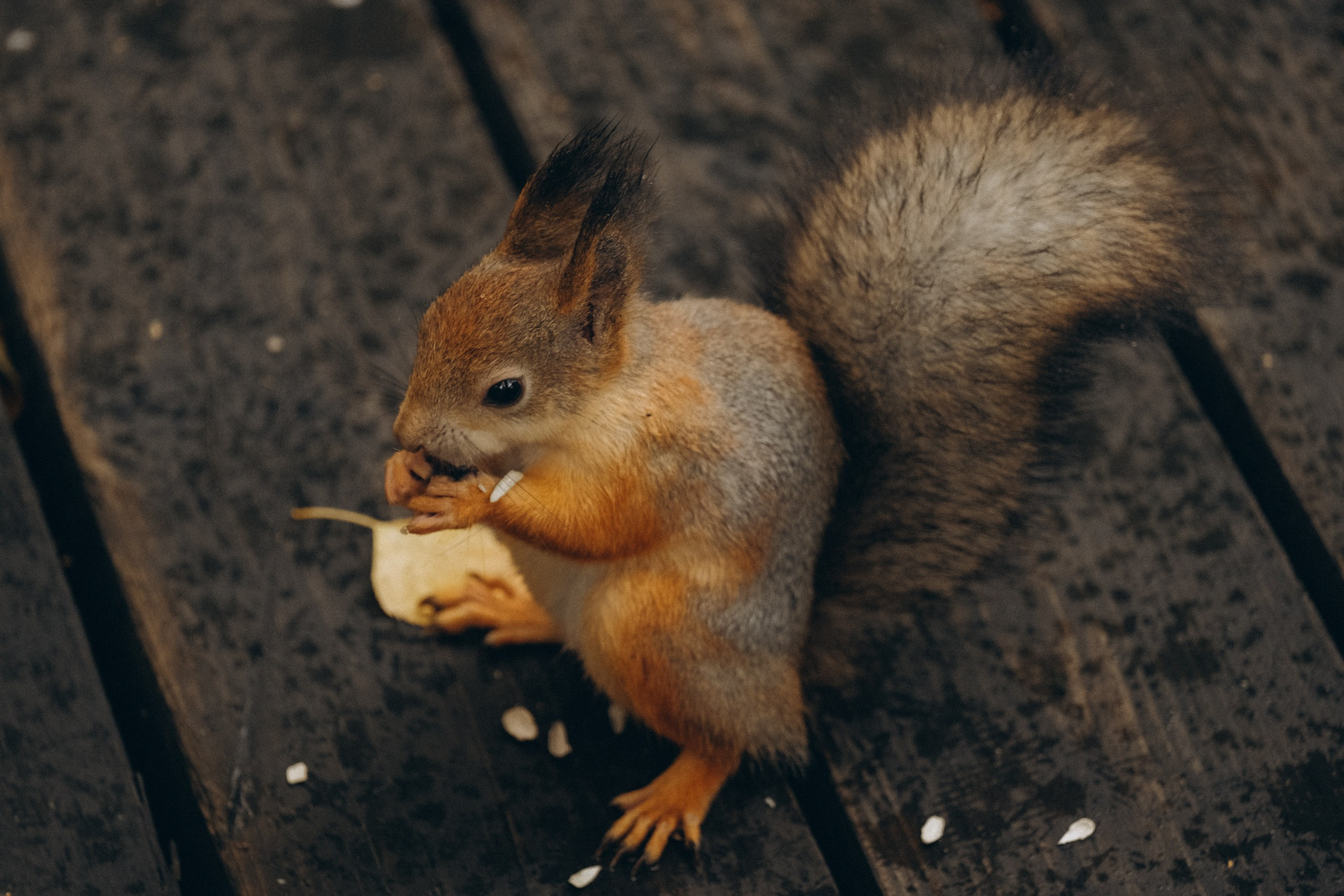 День рождения малышки. Профессиональный фотограф, Санкт-Петербург — Виктория Богомолова