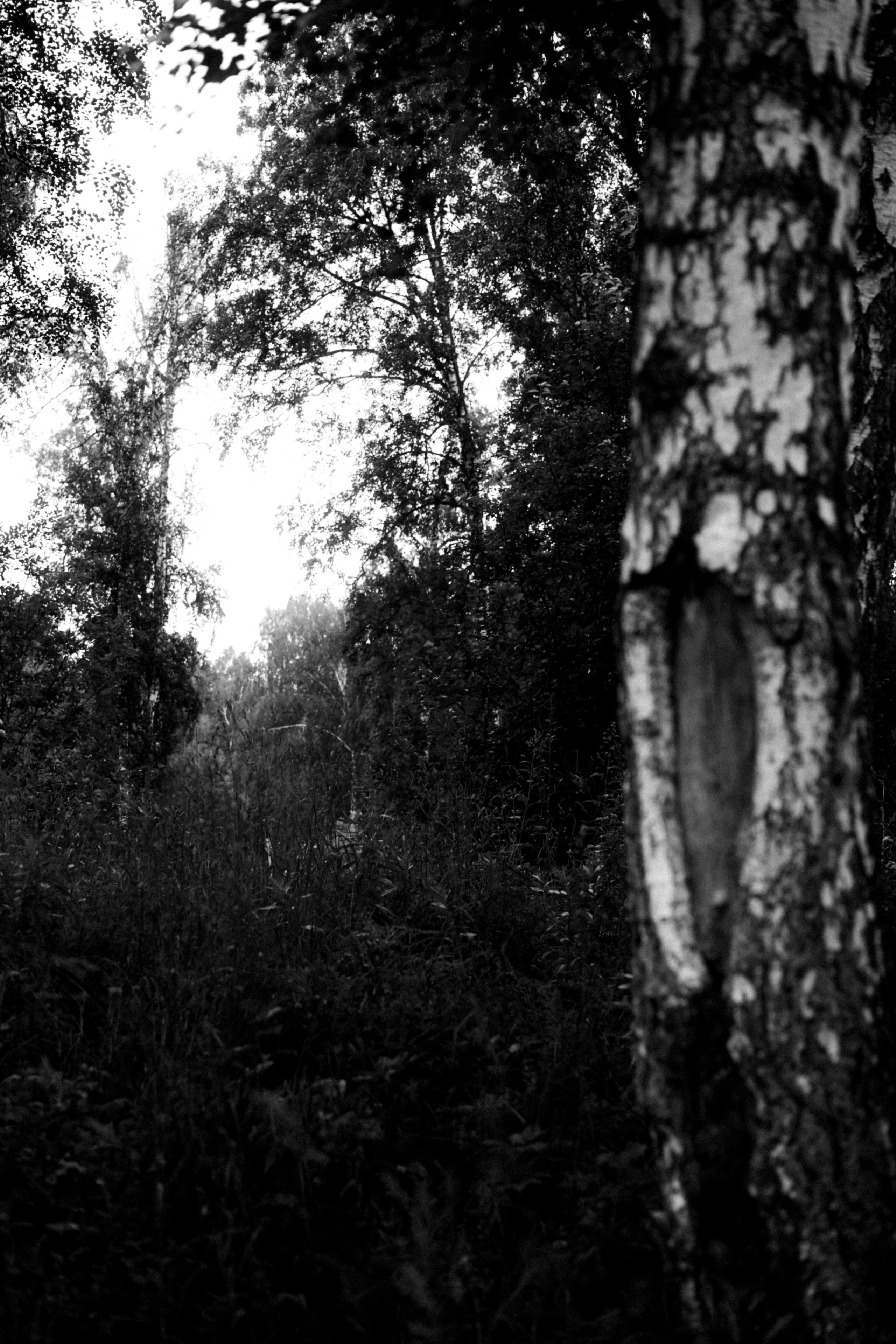 Лес. Veronika Popadeikina Photographer