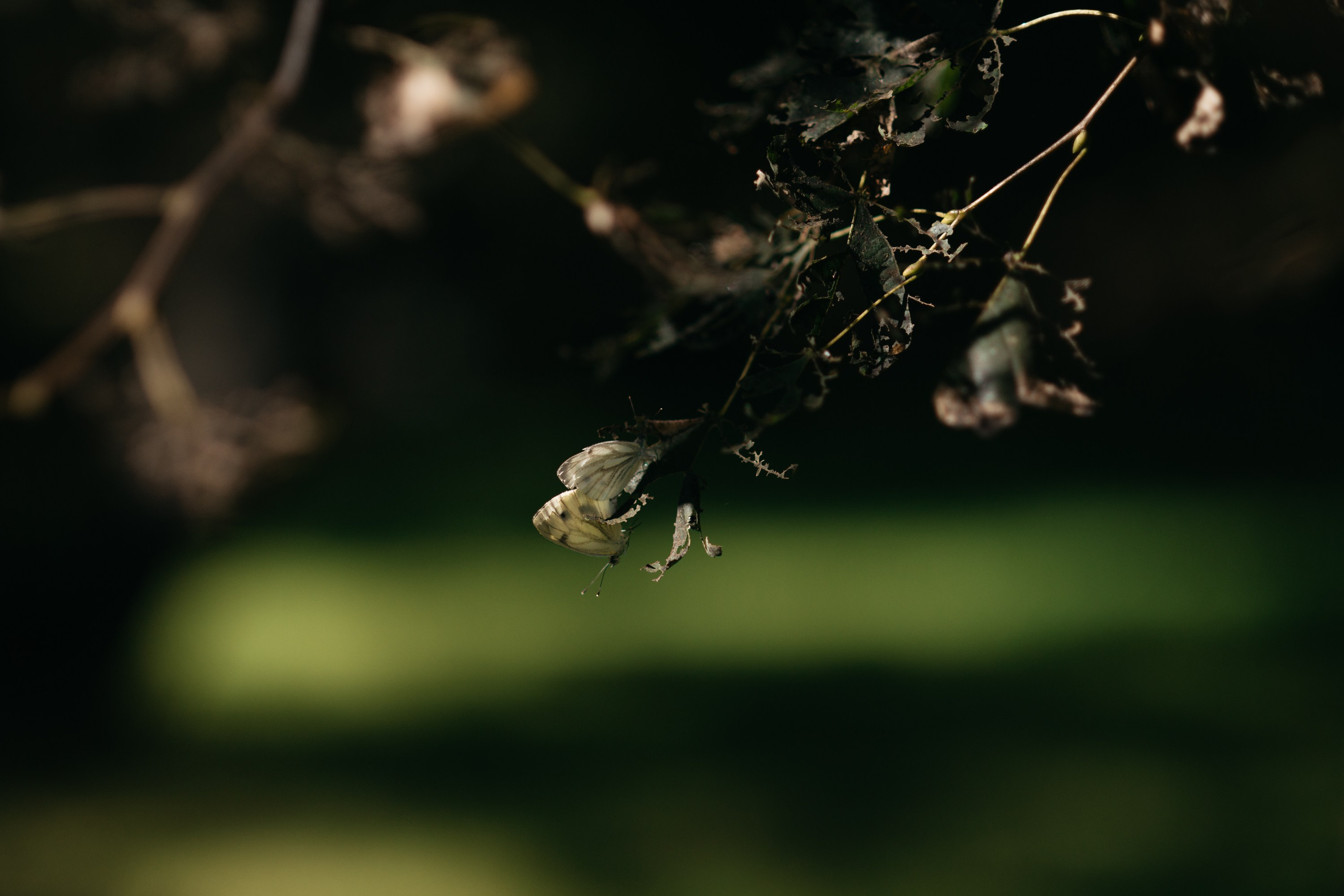 Свадебная фотосессия Ижевск. Свадебный фотограф Ижевск Петр Шишков