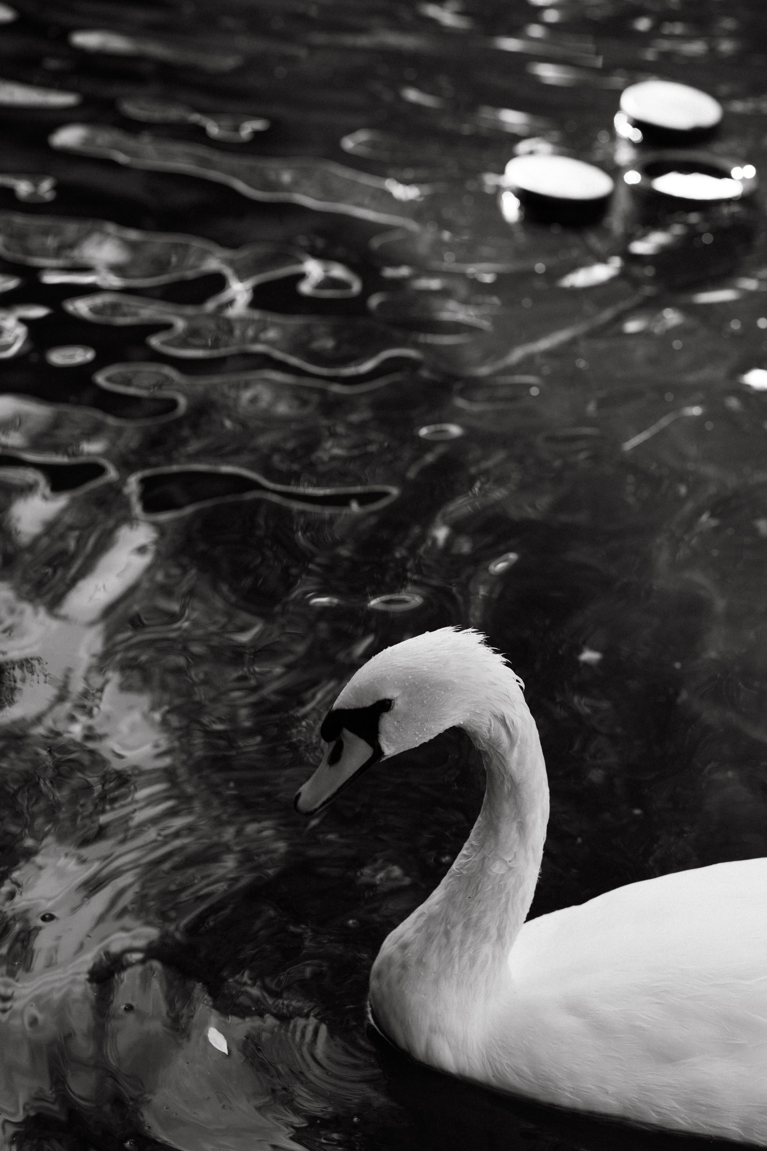 Анонс. Руслан и Света. Фотограф Ростов-на-Дону, Аксай