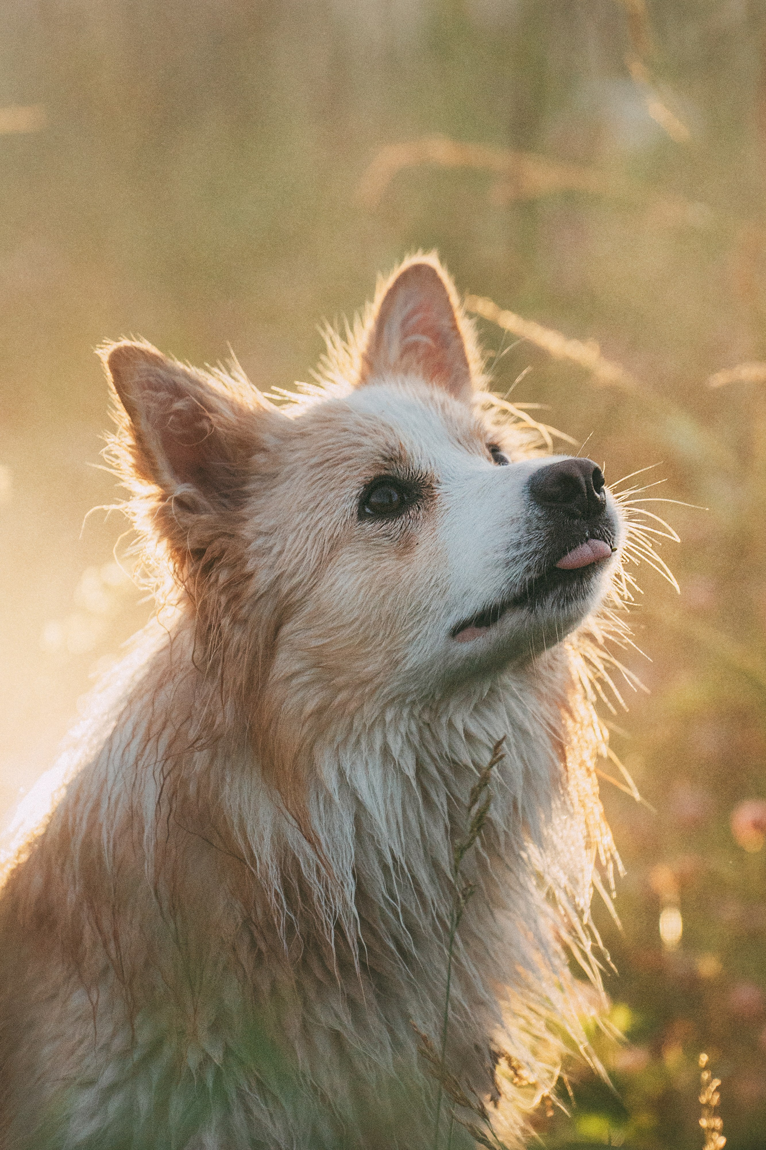 Рина и Марси. Фотограф анималист в Москве и Санкт-Петербурге Свиридова Анна