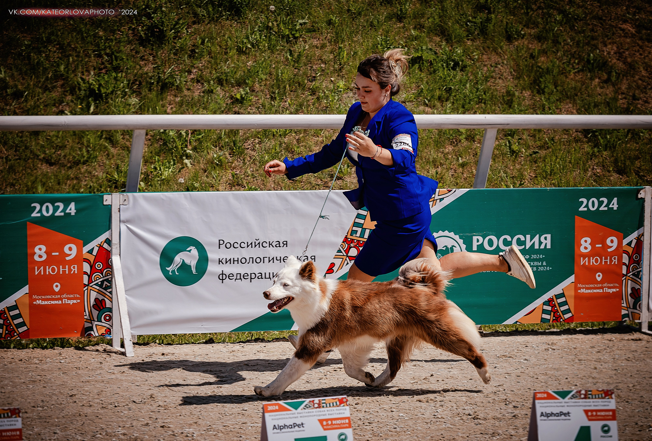 Фотосъемка собак, щенков, на выставках, фотограф анималист Россия воронеж. Питомник собак Акита, Хаски, Корги