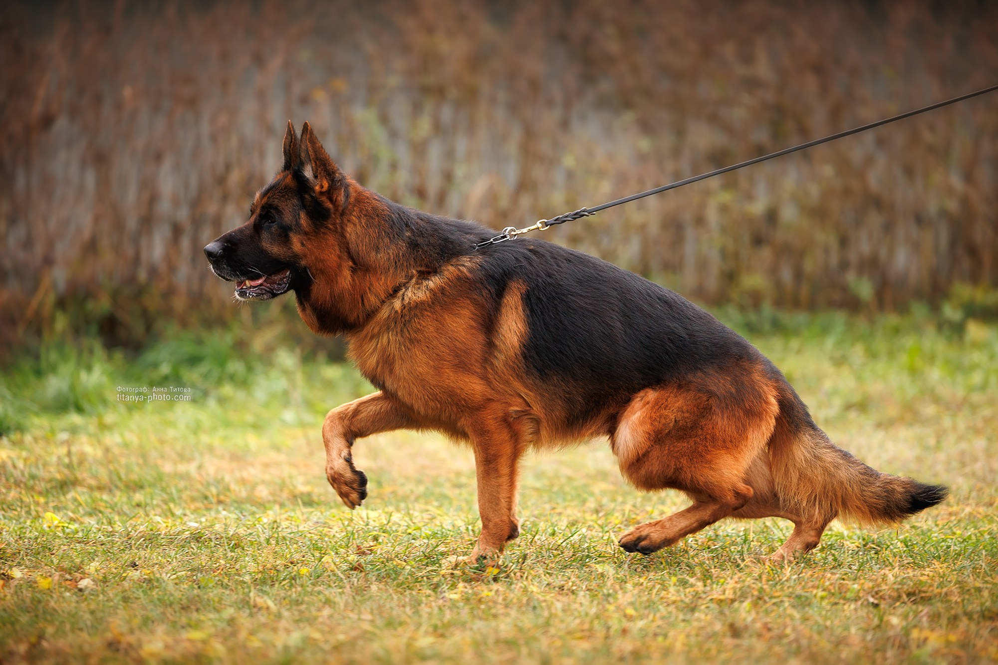 Gaston vom Kapellenberg. Фотограф собак, фотограф-анималист Аня Титова (Titanya). Москва