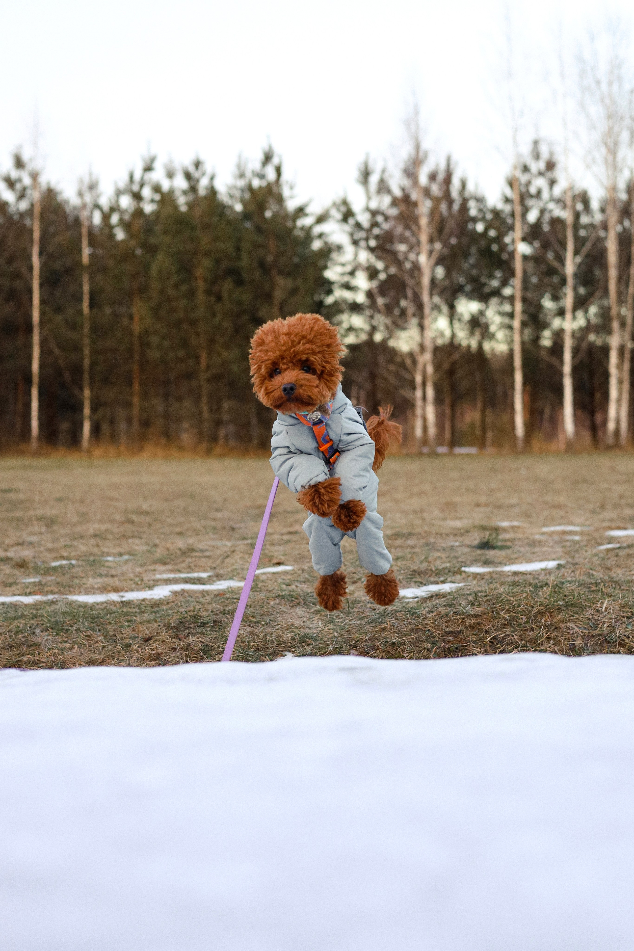 Филипп и Настя. Фотограф-анималист Ксения Шевцова|Москва