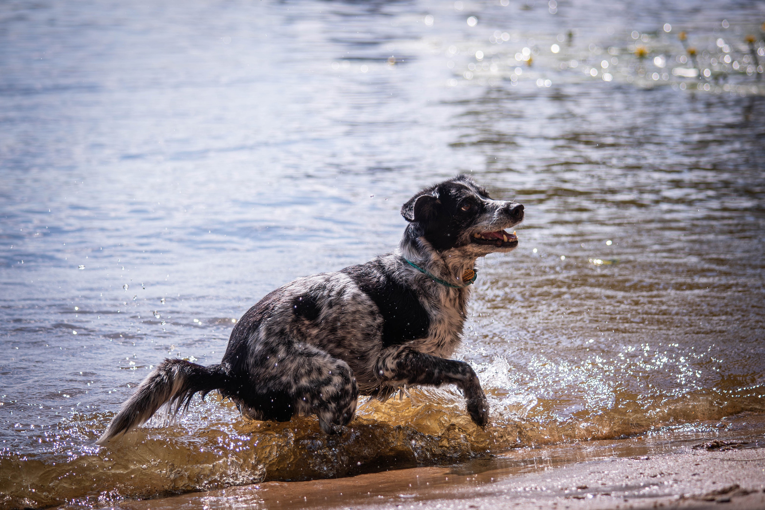 Берта, Ангелина и Витя. Фотограф Светлана Блинова, Москва и Московская область