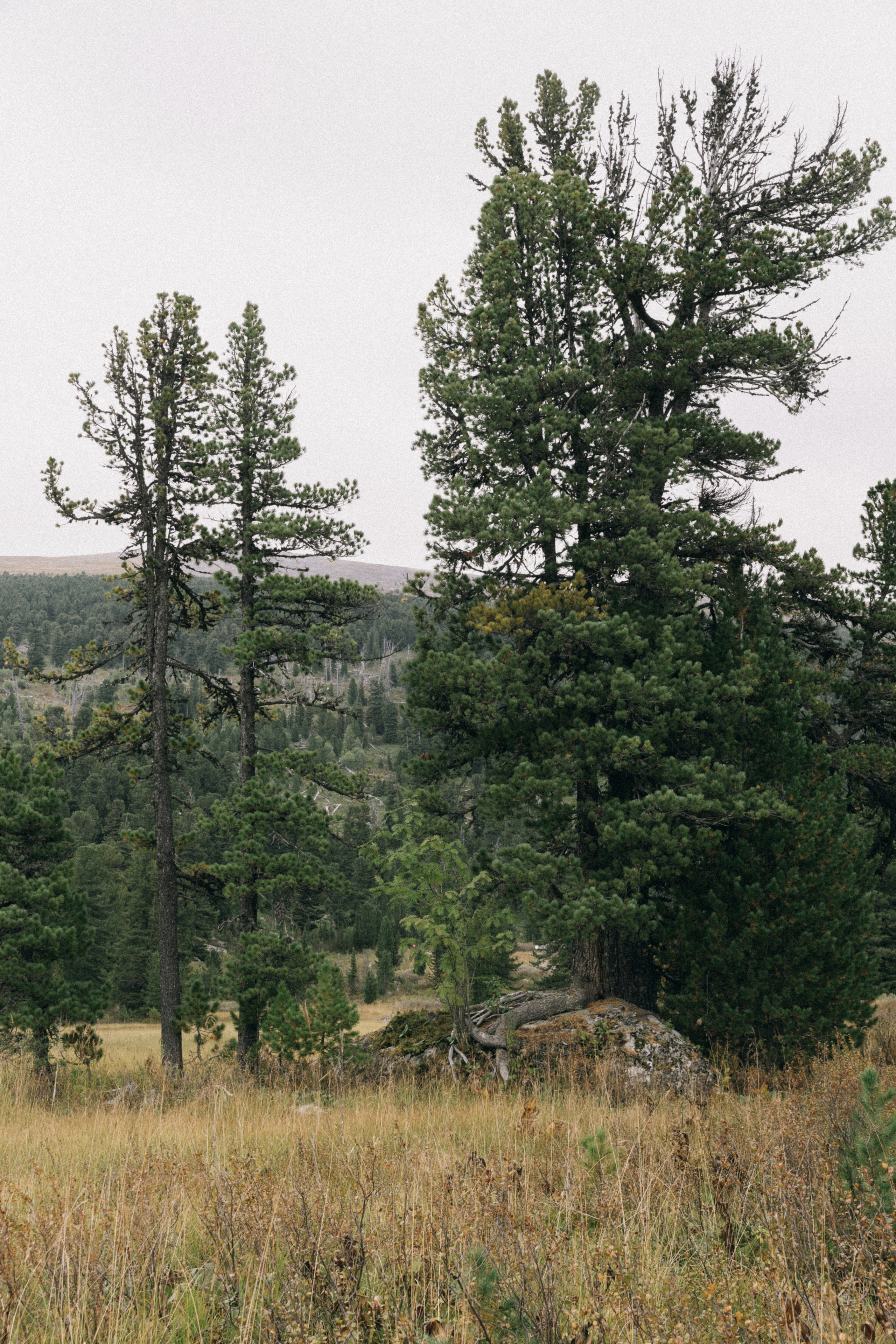 Алтай, природа и эстетика. Александр Чернин. Семейный и событийный фотограф