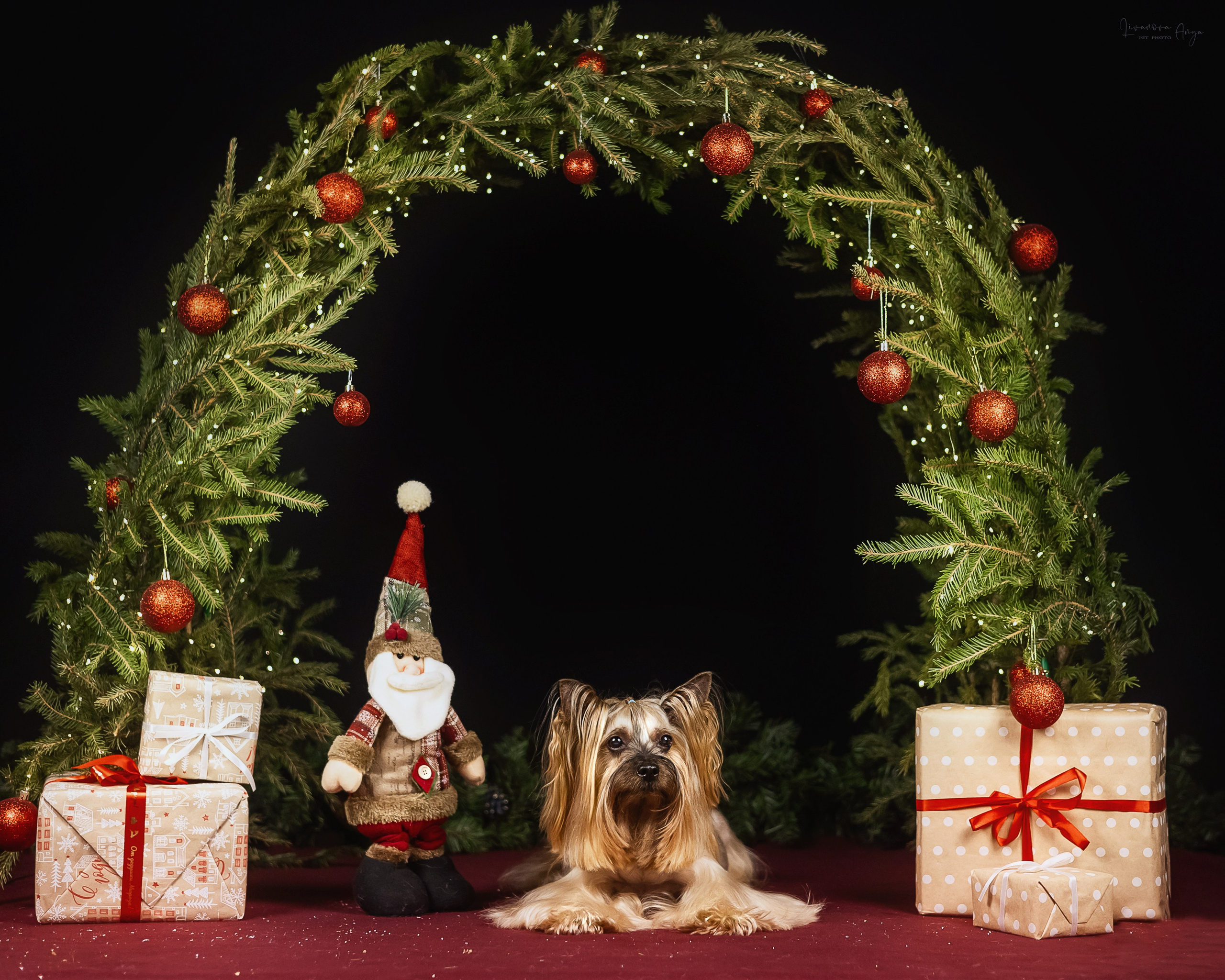 Фотодень_1 2025. Фотограф анималист Аня Ливанова | Рыбинск