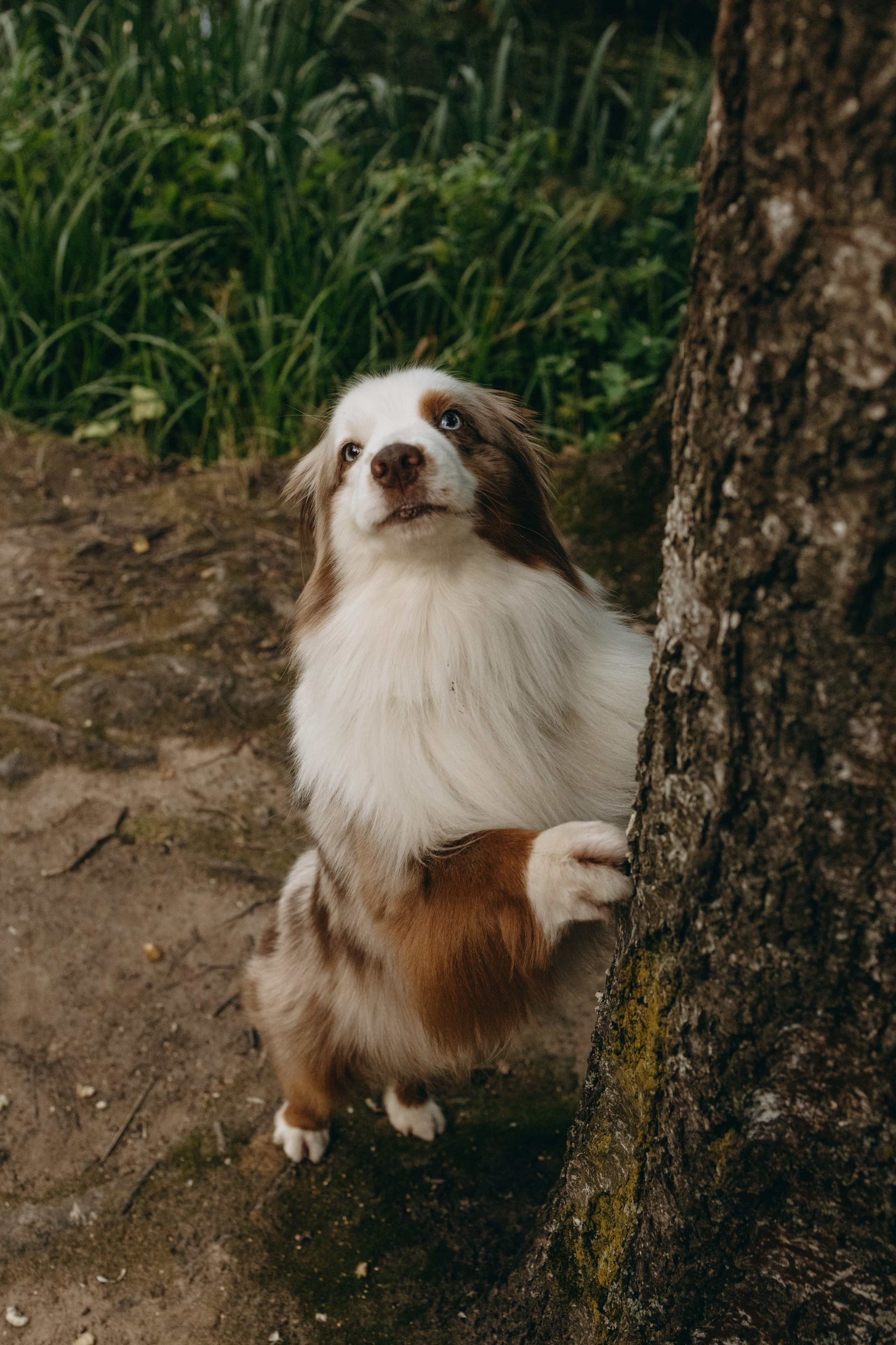 Маша и Эклер. Фотограф — Анималист | Санкт-Петербург