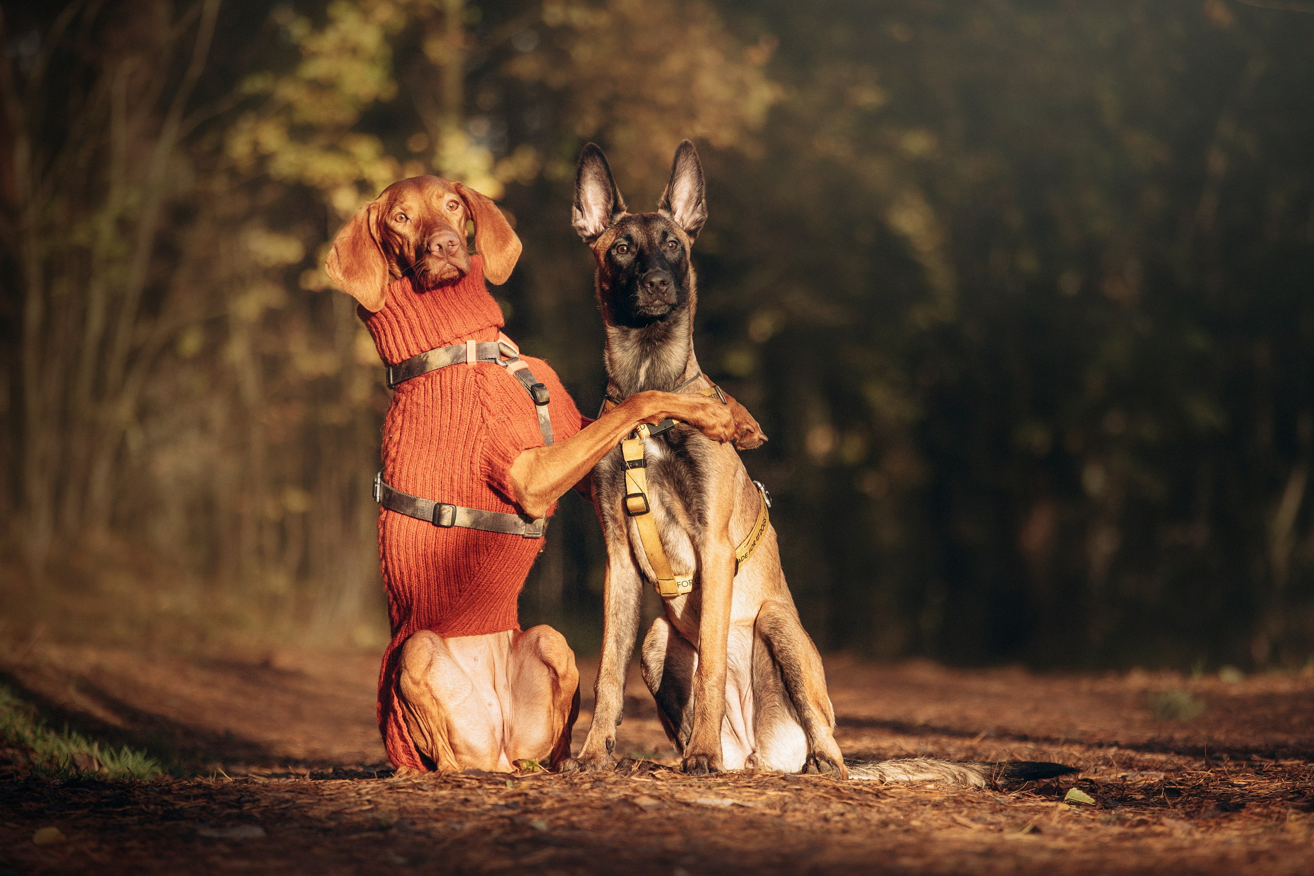 Трисс, Эста, Яся и их семья. Фотограф — Анималист | Санкт-Петербург