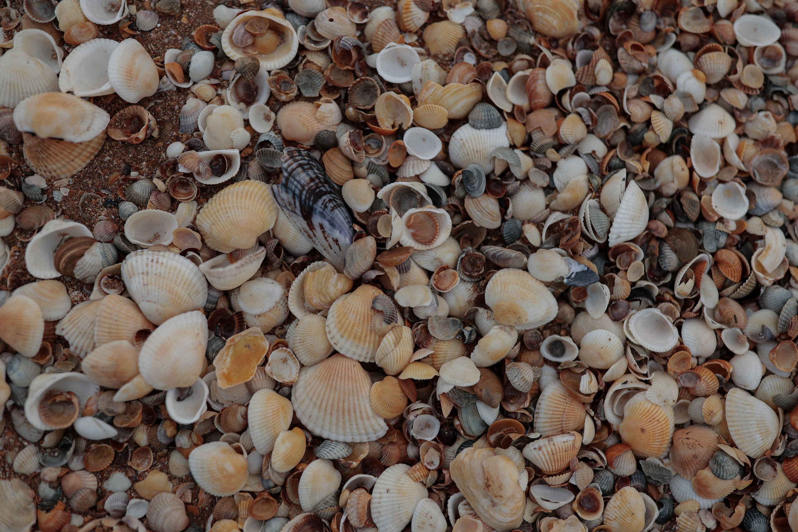 АЗОВ. Свадебный и семейный фотограф Судак, Крым, Симферополь, Феодосия, Коктебель и по России