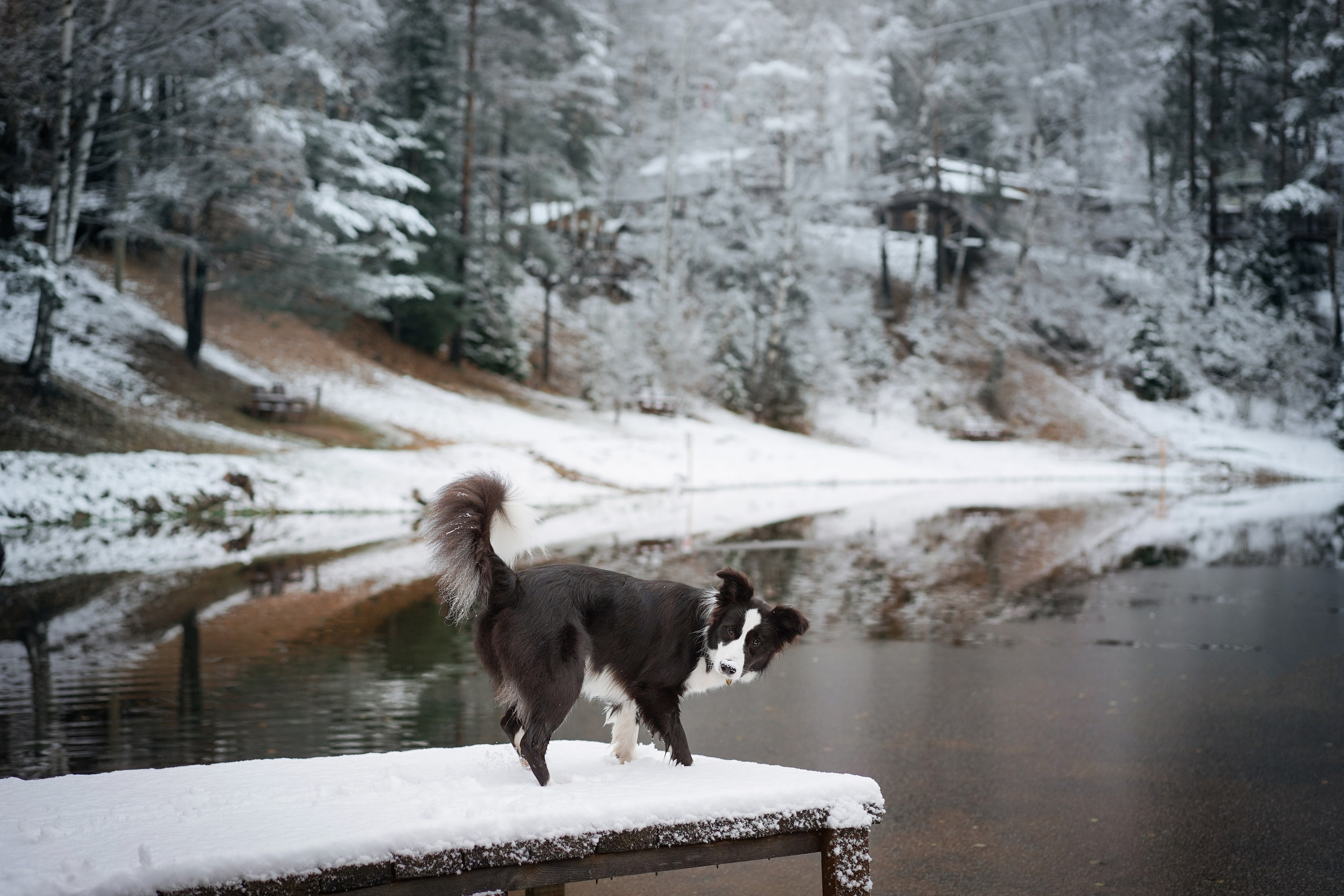 Юлия и Груша. Фотограф-анималист в Санкт-Петербурге Яна Мартынова